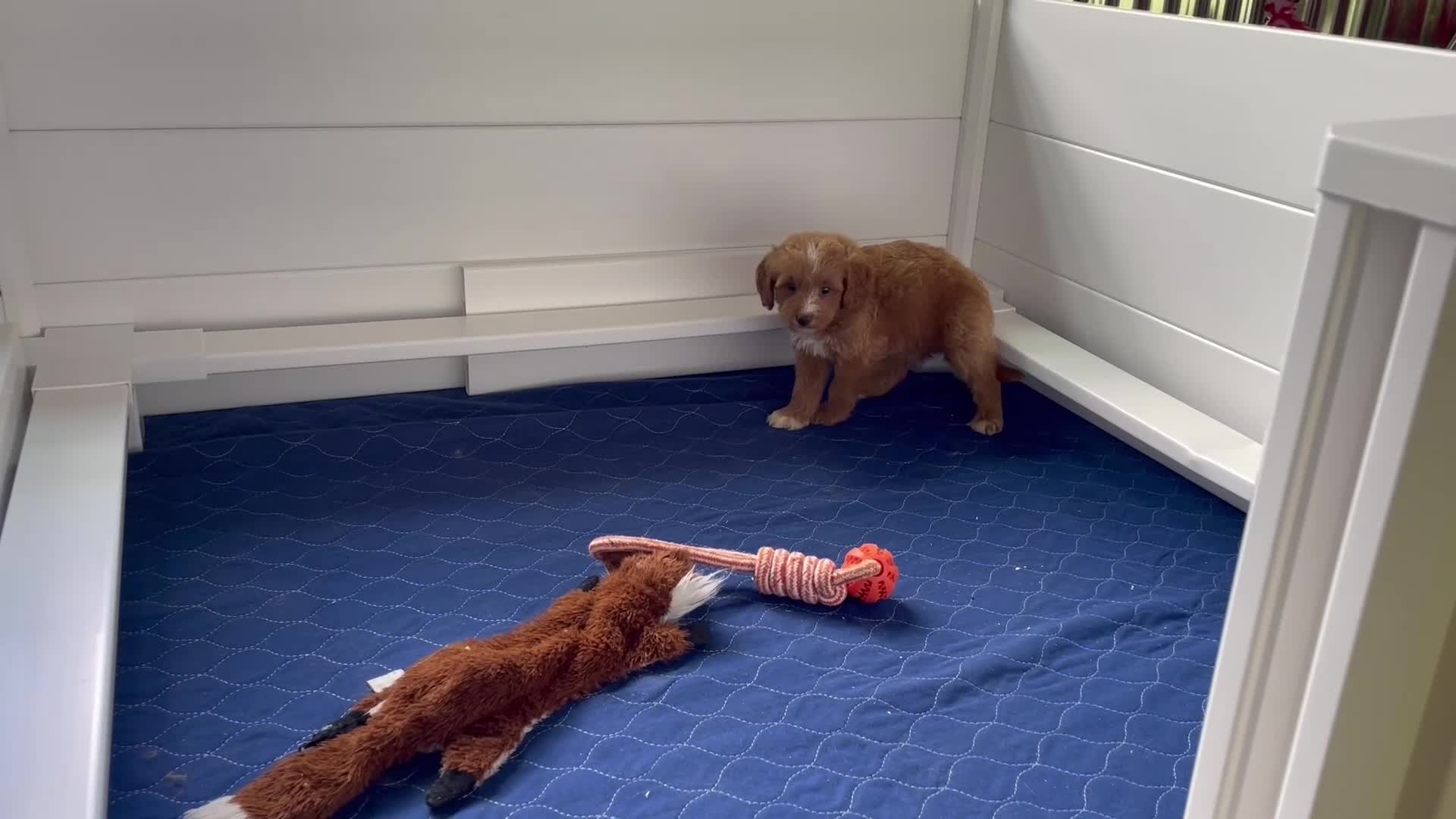 Mini Goldendoodle dogs for sale: Ms. Autumn - Video 1