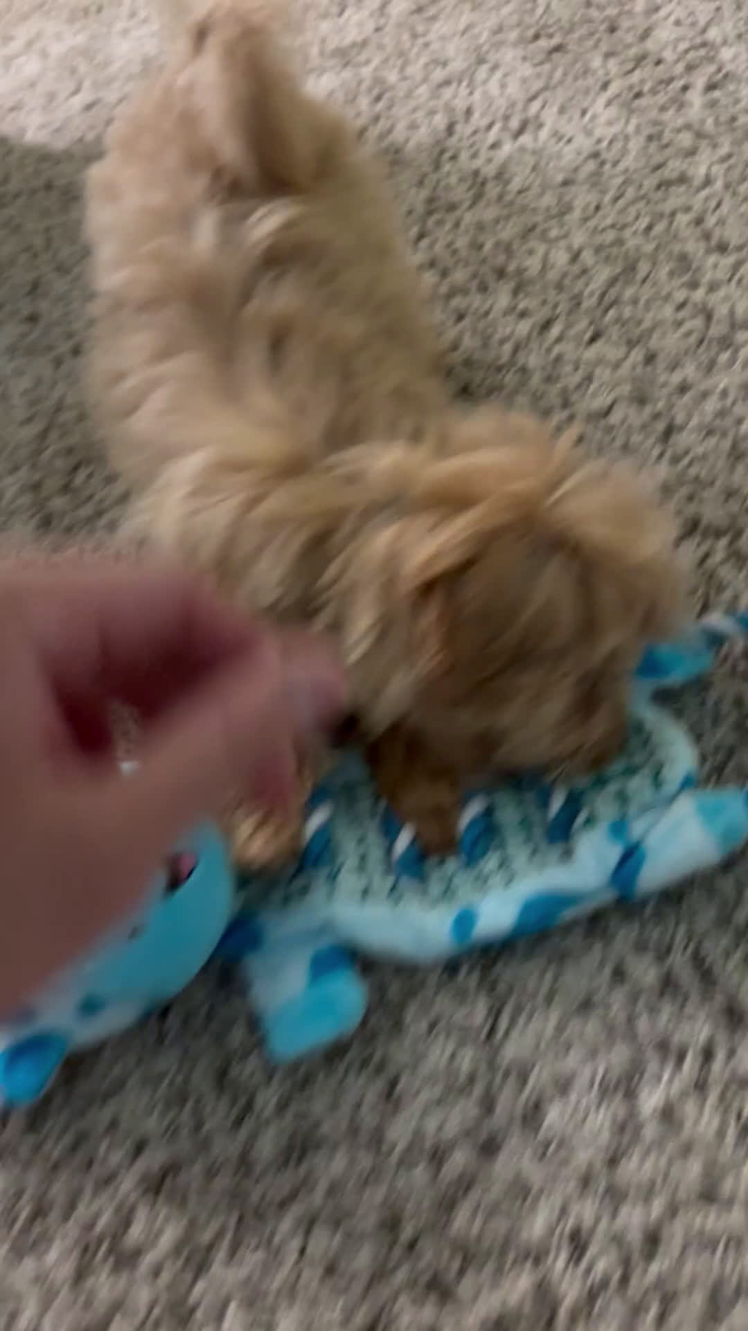 Maltipoo dogs for sale: Maltipoo Puppy 1 - Video 1