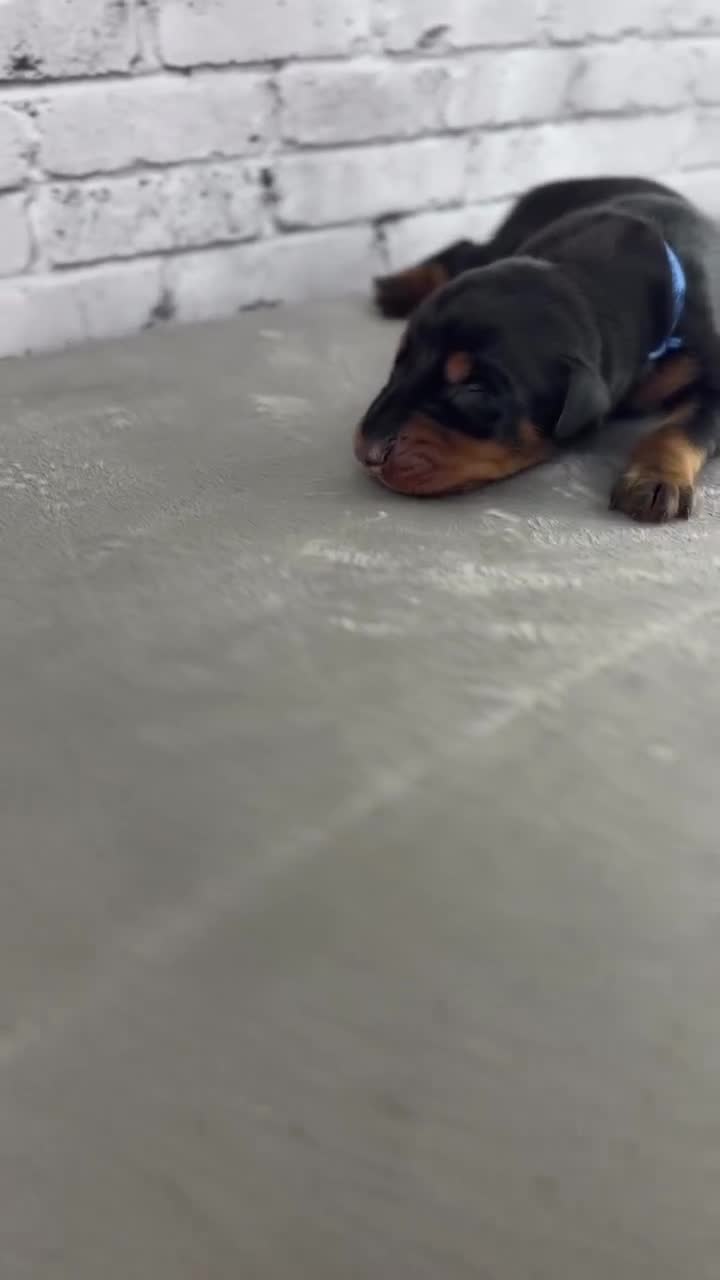 Doberman Pinscher dogs for sale: Phantom's Goat of the NBA "LeBron James'"''European - Video 1