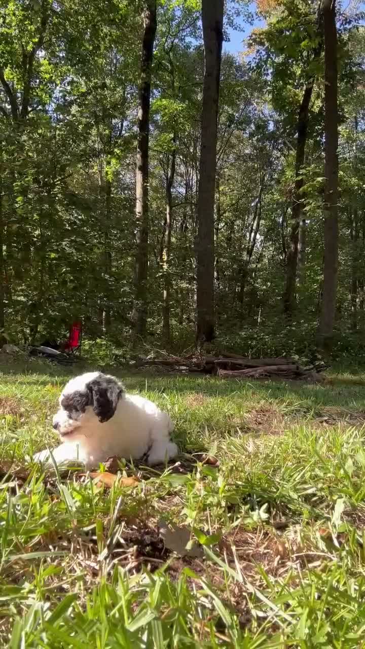 Cavapoo dogs for sale: Vienna - Video 1