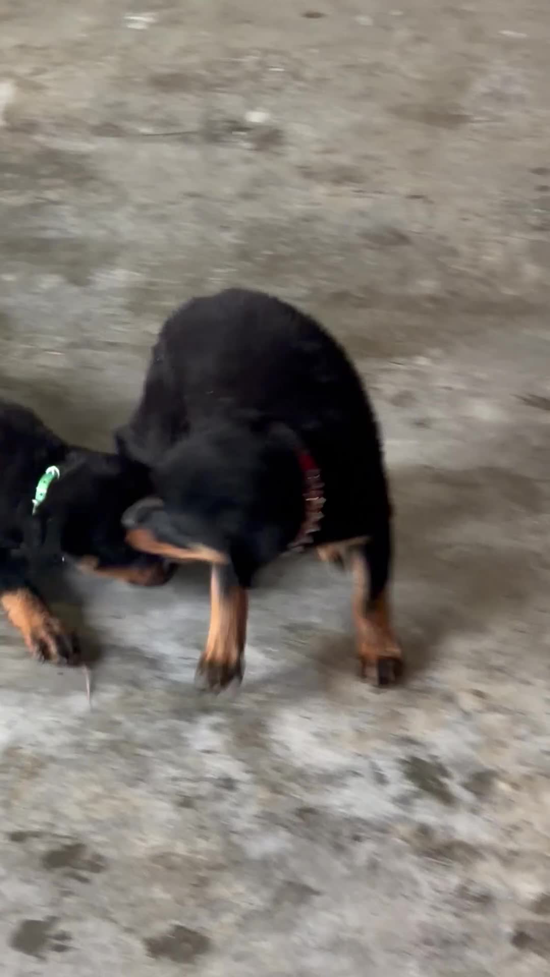 Rottweiler dogs for sale:  1 - Video 1
