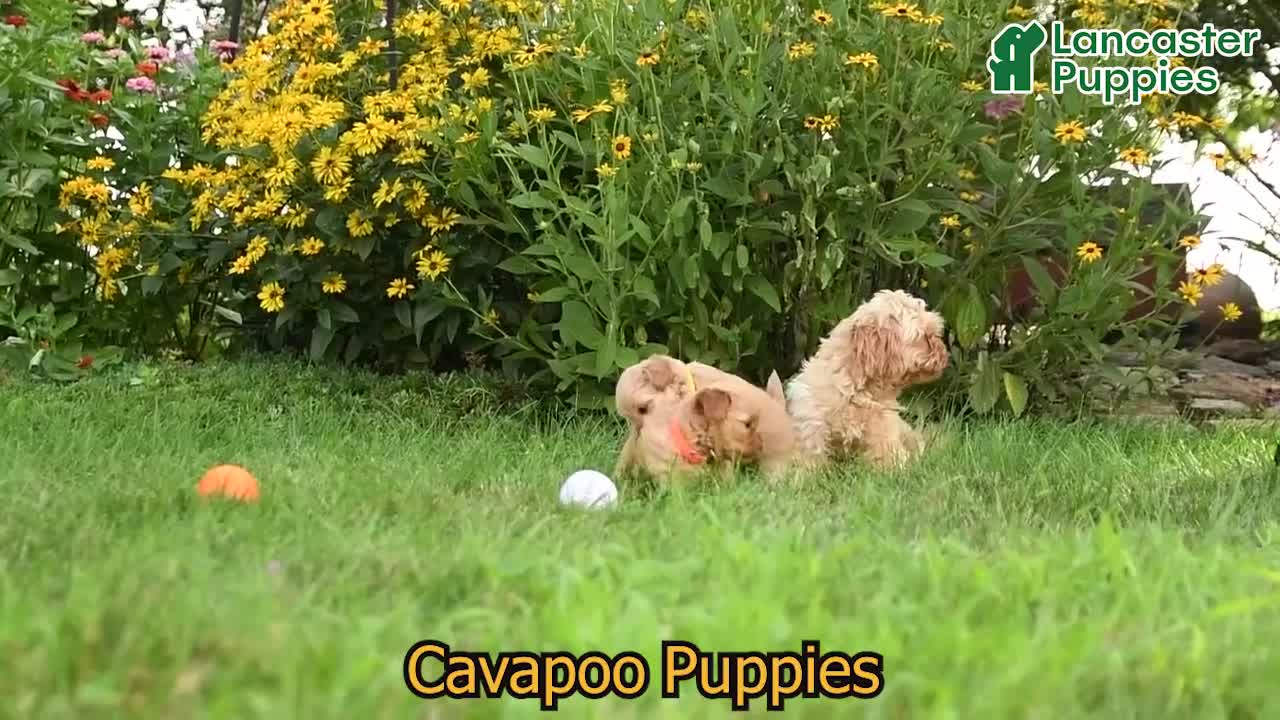 Cavapoo dogs for sale: Lemon - Video 1