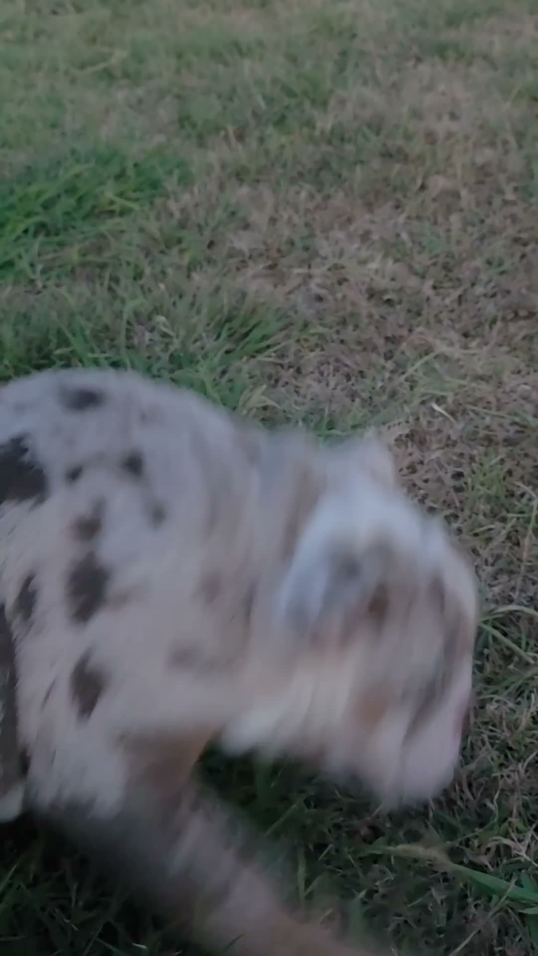 English Bulldog dogs for sale: English Bulldog 1 - Video 1
