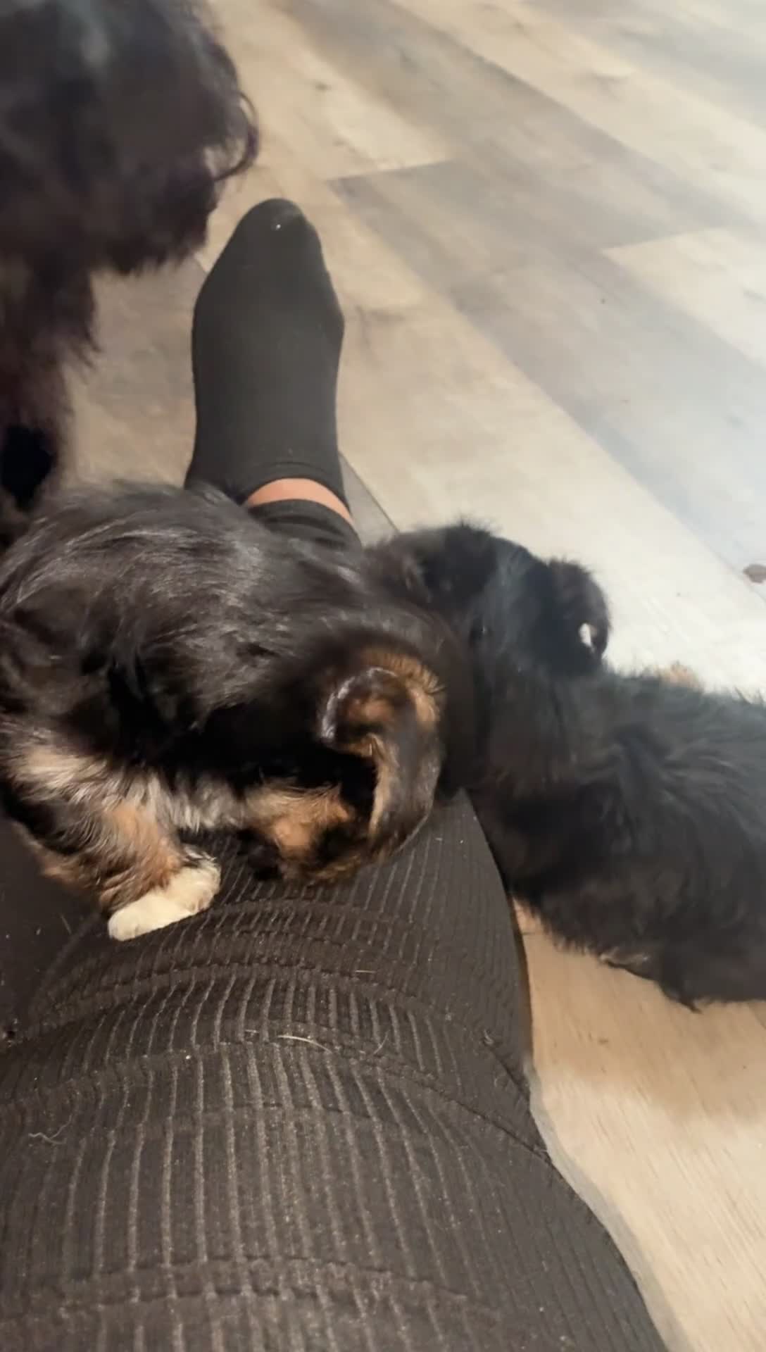 Mixed Breed dogs for sale: Tuffy - Video 2