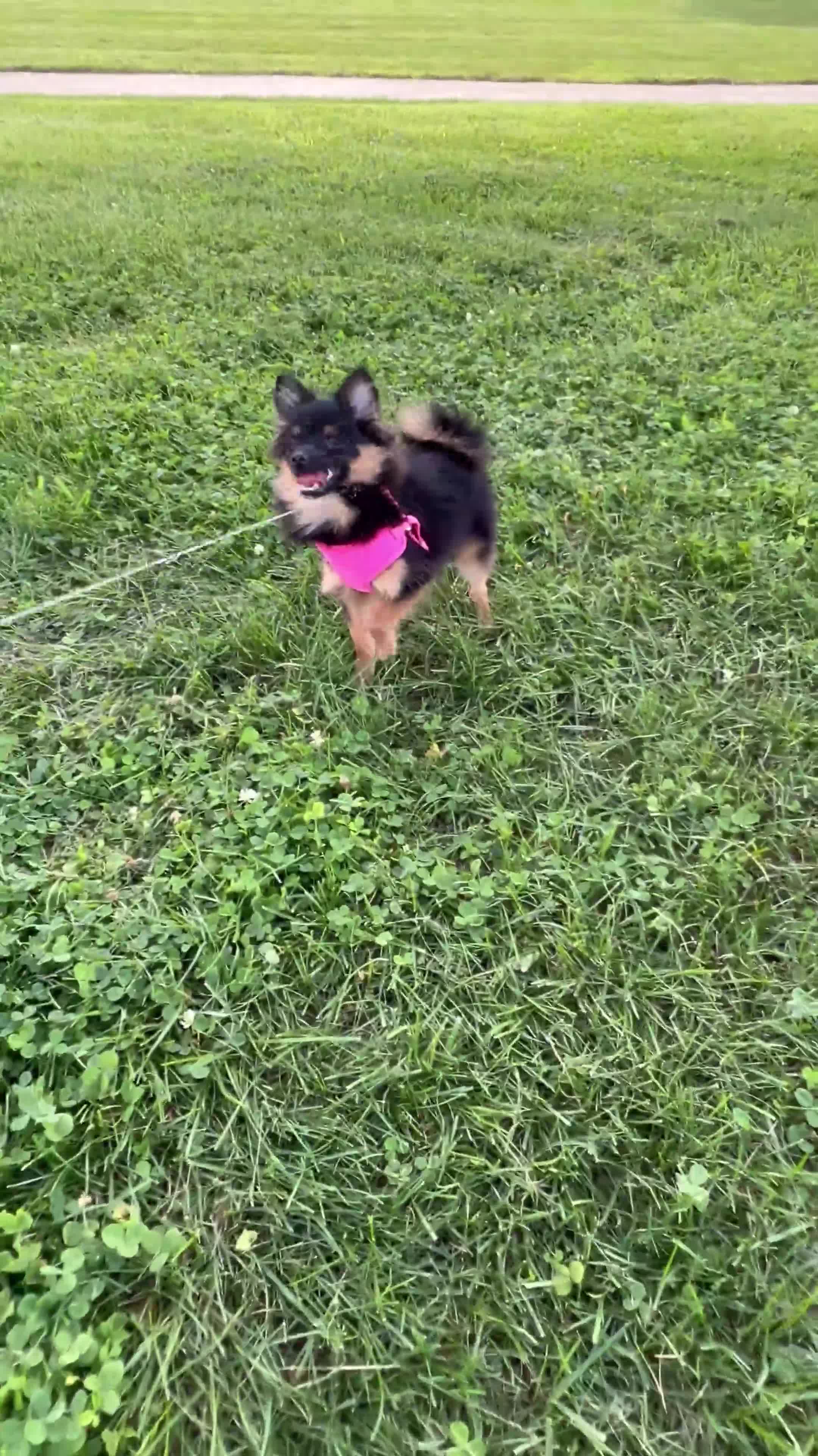 Pomeranian dogs for sale: Phoenix - Video 1