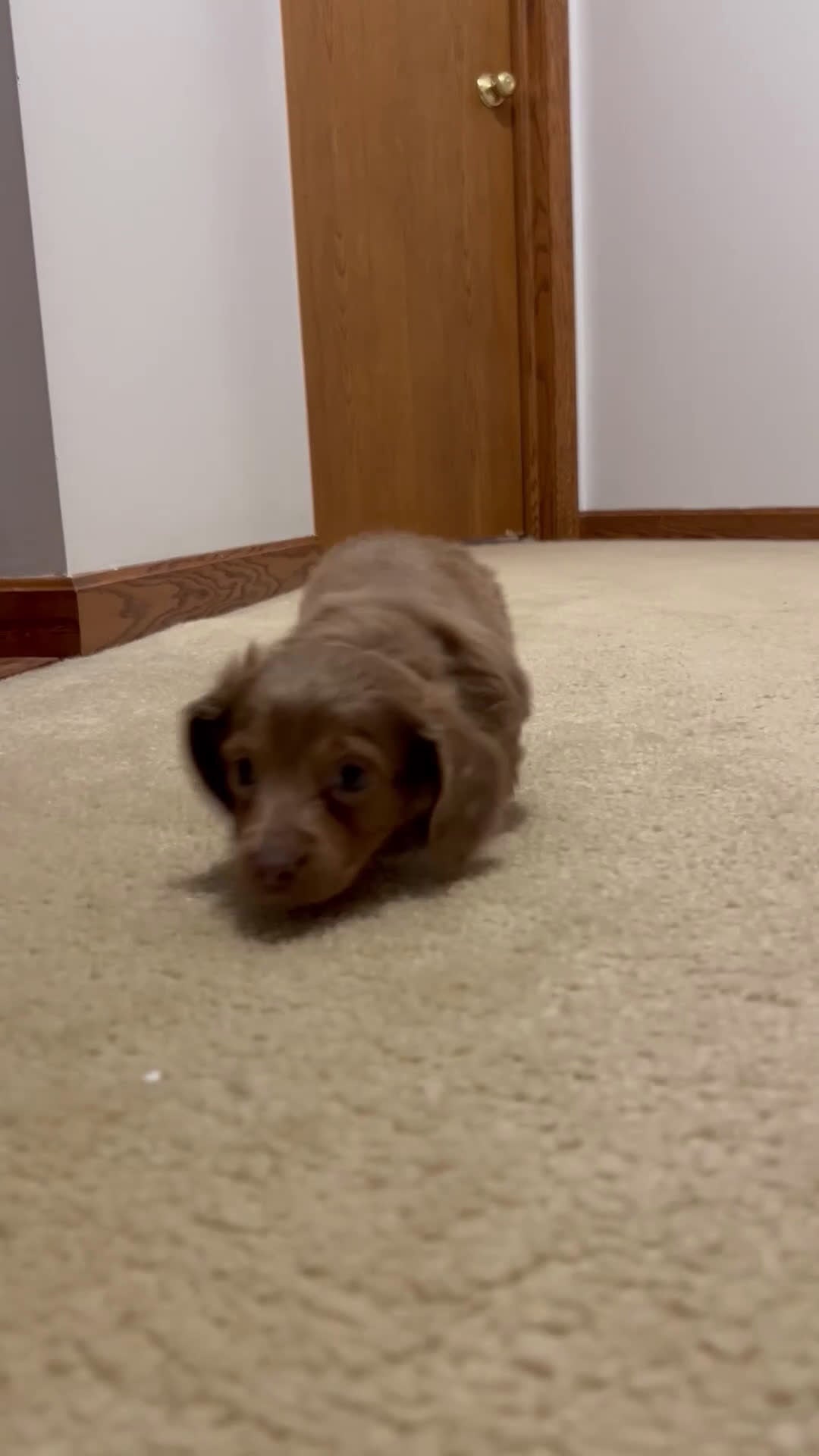 Miniature Dachshund dogs for sale: Miniature Dachshund Puppy 4 - Video 1