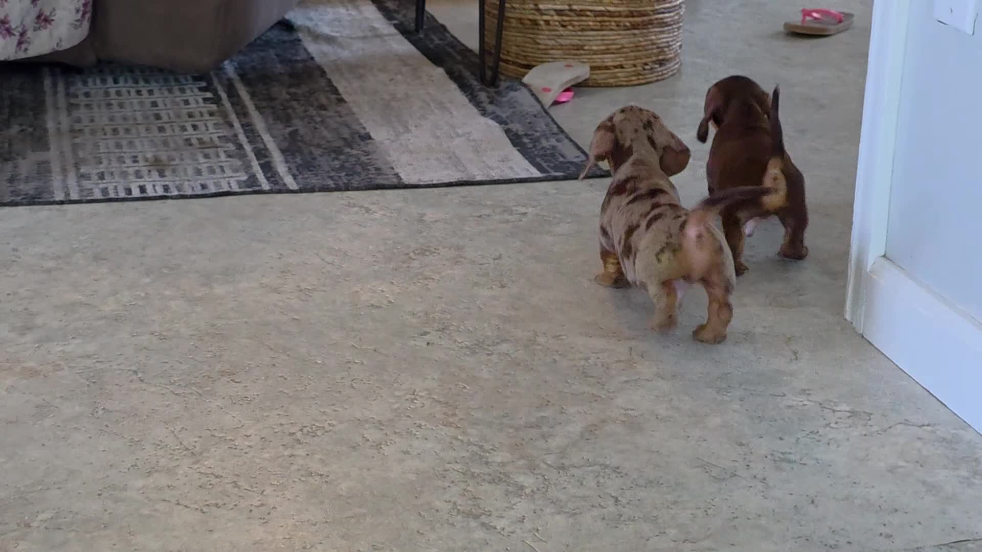 Miniature Dachshund dogs for sale: Macie - Video 1