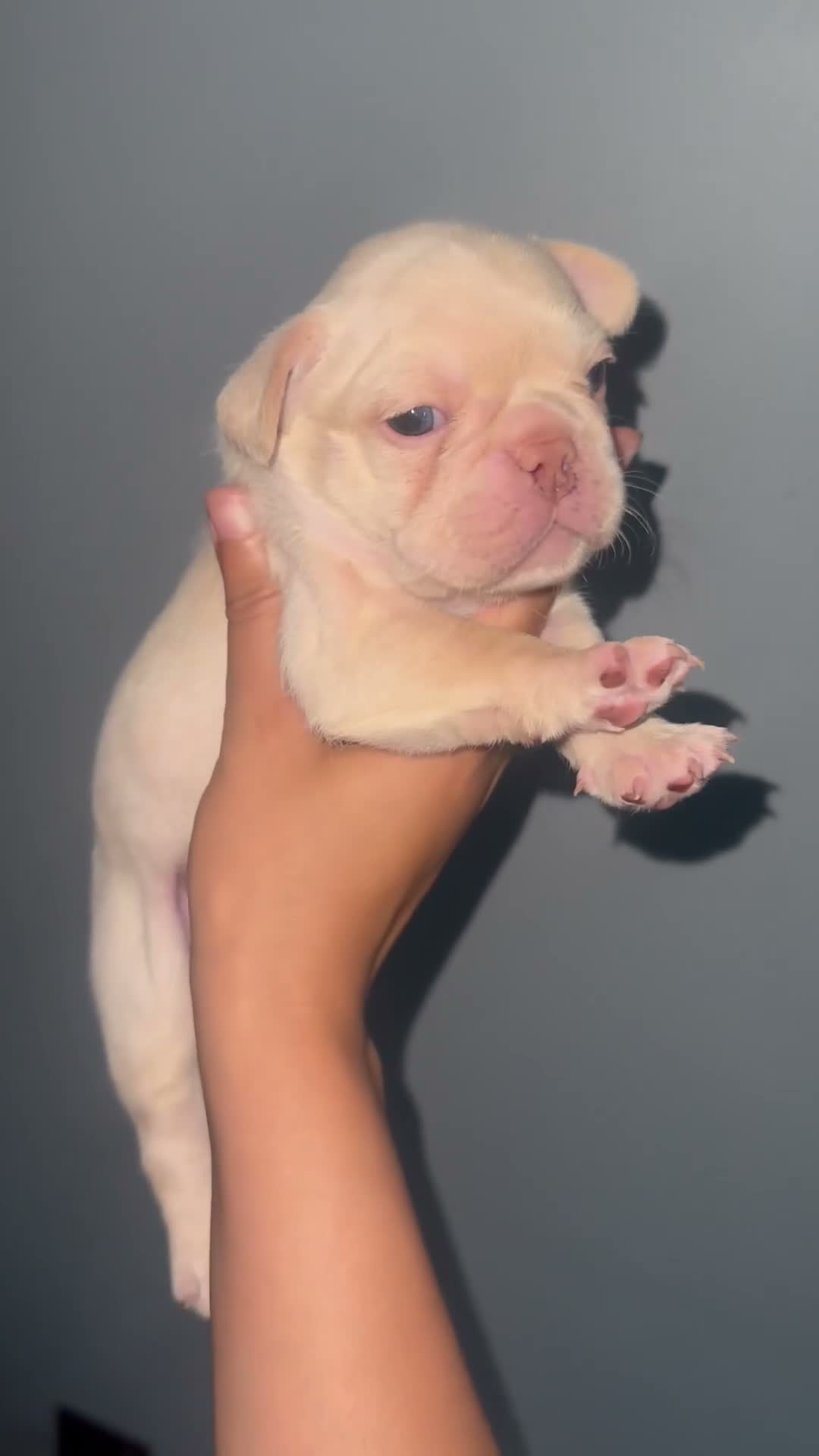 French Bulldog dogs for sale: Snow - Video 1