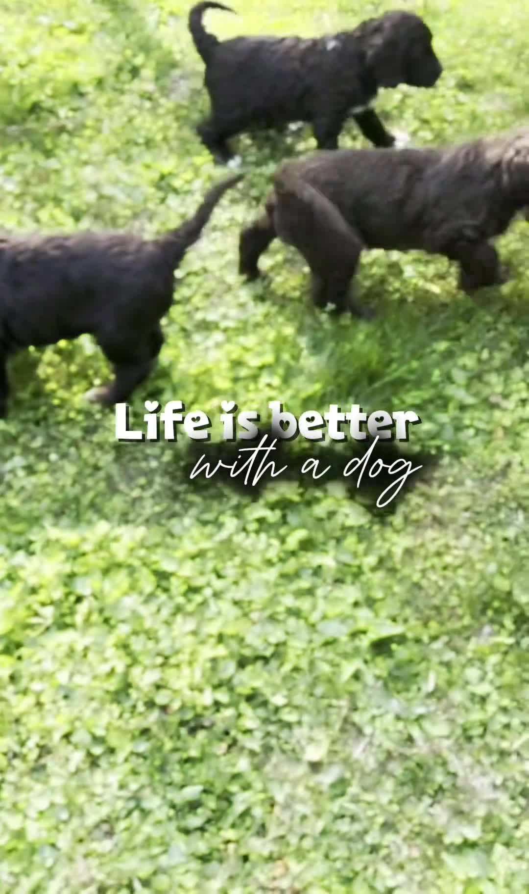 Portuguese Water Dog dogs for sale: Madelyn - Video 1