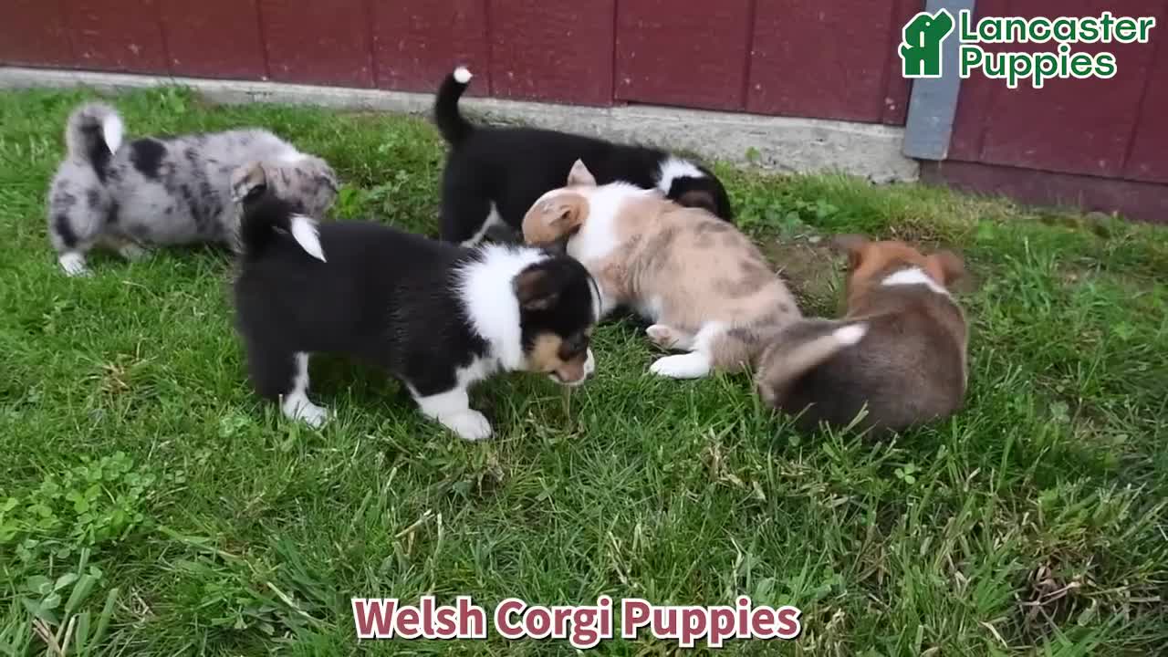 Welsh Corgi Pembroke dogs for sale: Jenny - Video 1