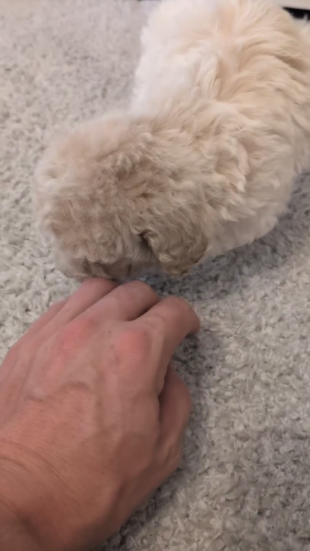 Maltipoo dogs for sale: Dash - Video 1