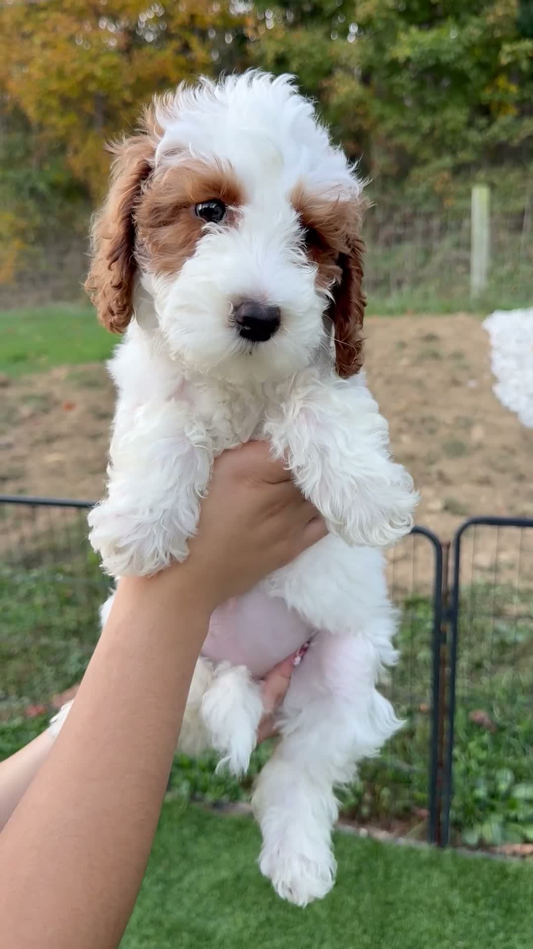 Goldendoodle dogs for sale: Snow White  - Video 2