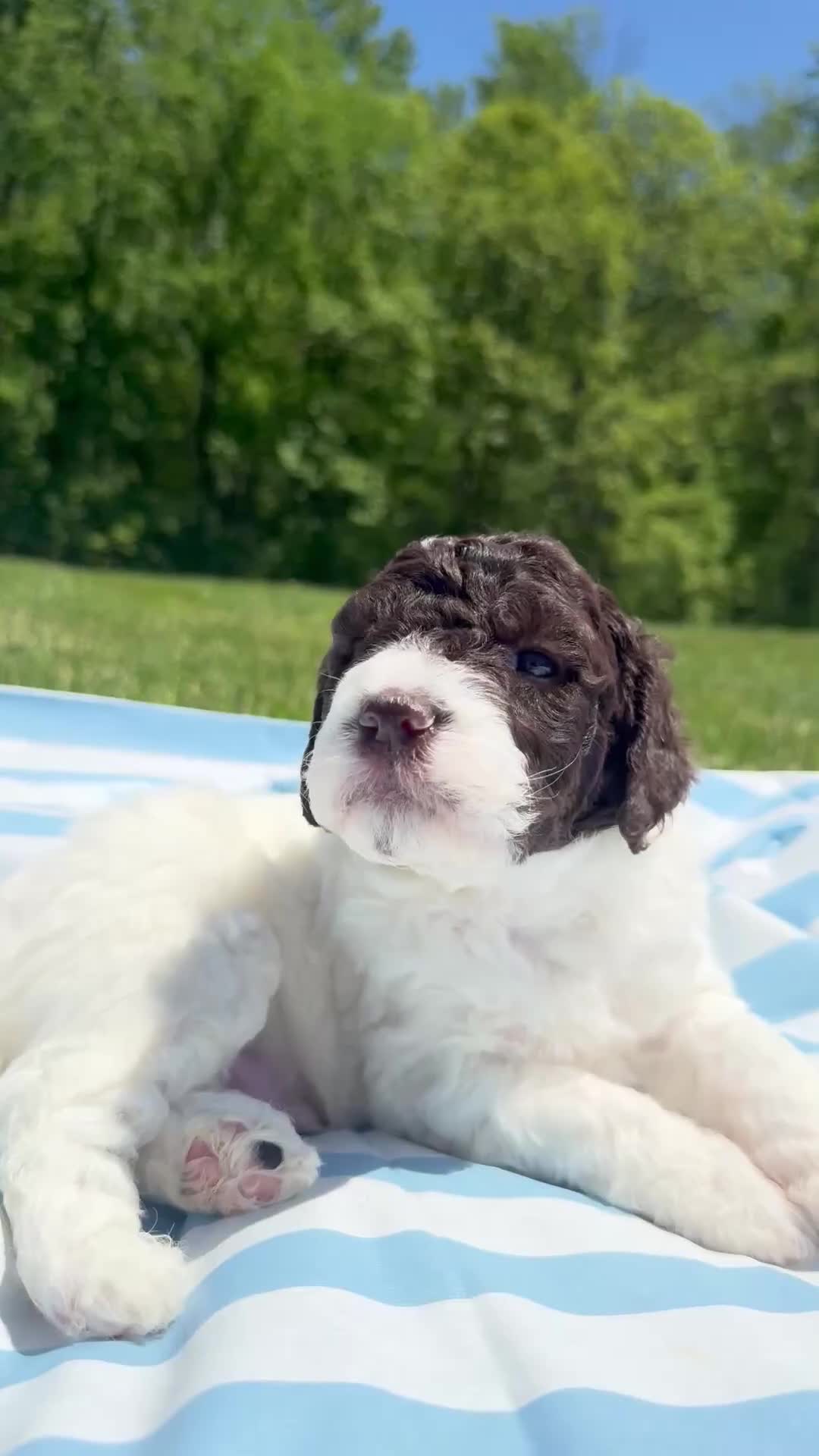 Lagotto Romagnolo dogs for sale: Lagotto Romagnolo Puppy 3 - Video 2