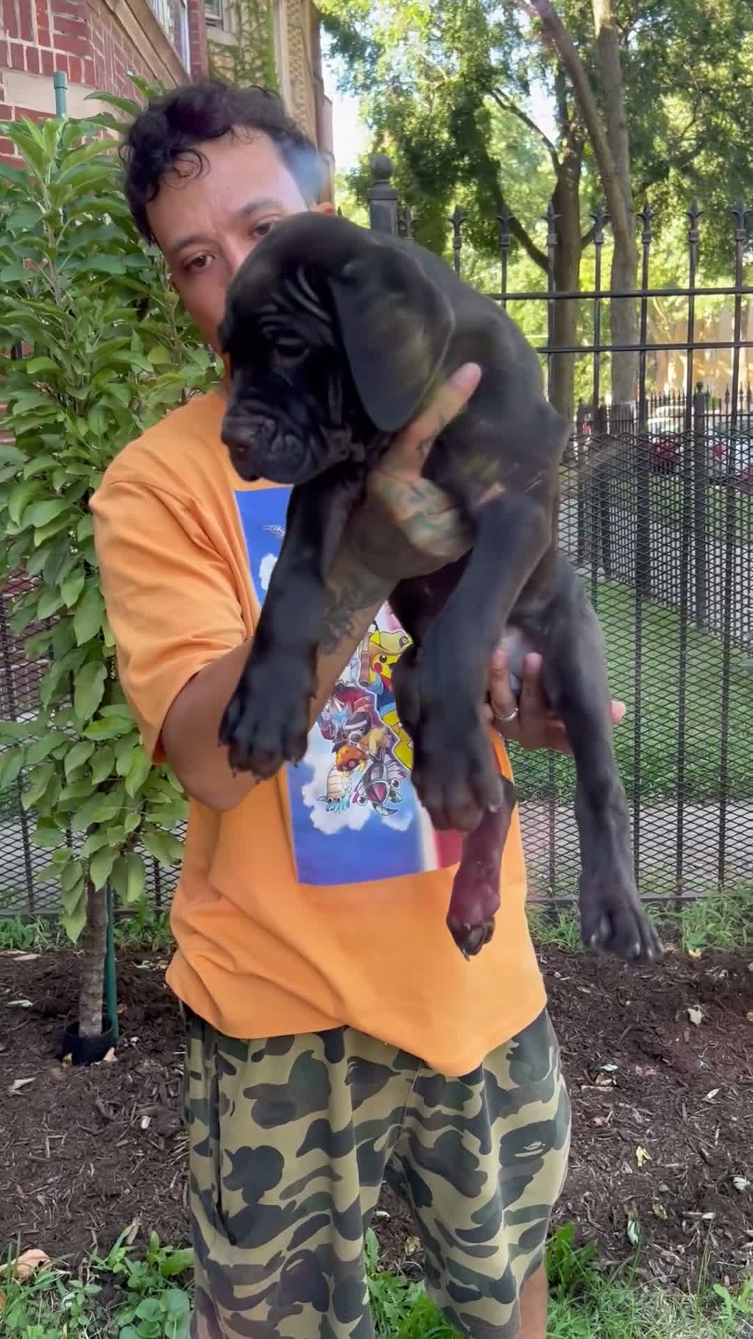 Cane Corso dogs for sale: Black Female Cane Corso Puppy #2 - Video 1