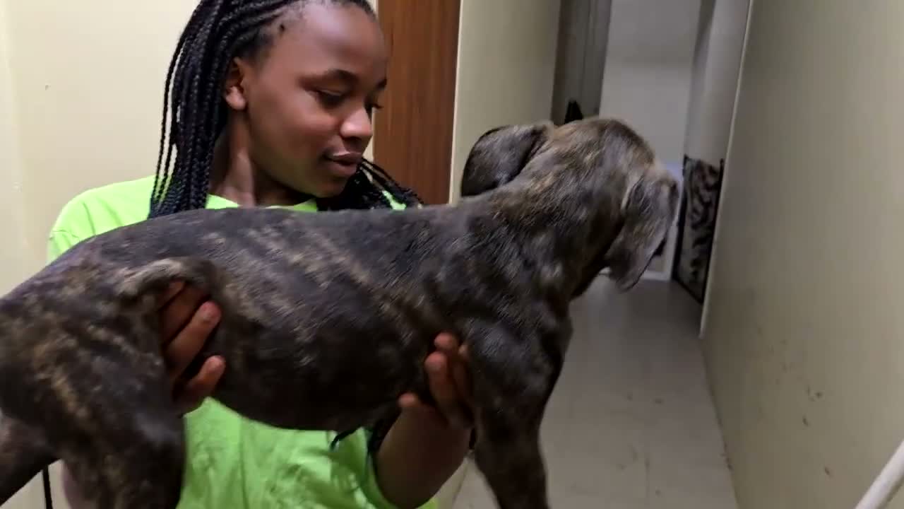 Mixed Breed dogs for sale: Mixed Breed 6 - Video 4