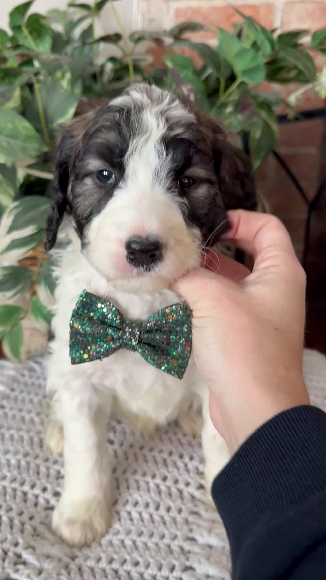 Saint Berdoodles dogs for sale: Blair - Video 9