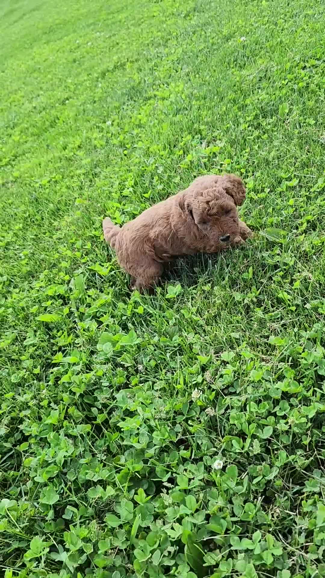 Standard Poodle dogs for sale: Rose - Video 1
