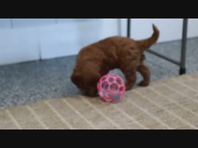 Mini Goldendoodle dogs for sale: Marla - Video 7