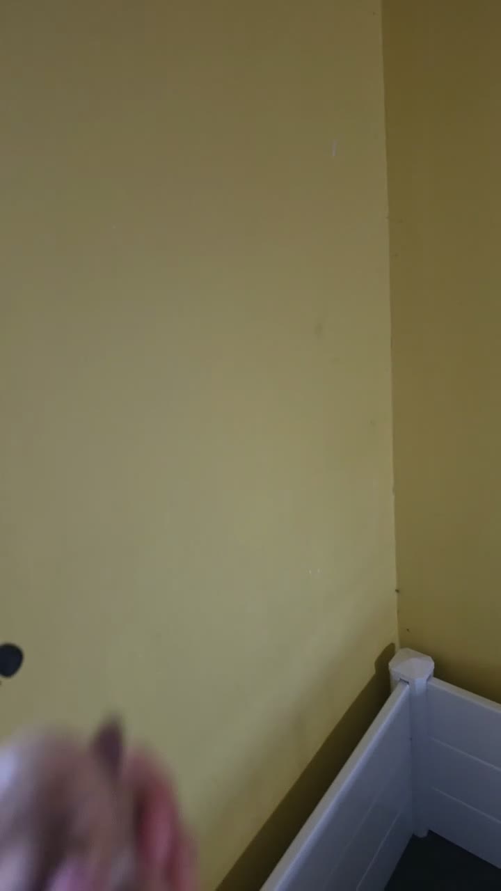 Toy Poodle dogs for sale: Toy Poodle 1 - Video 1