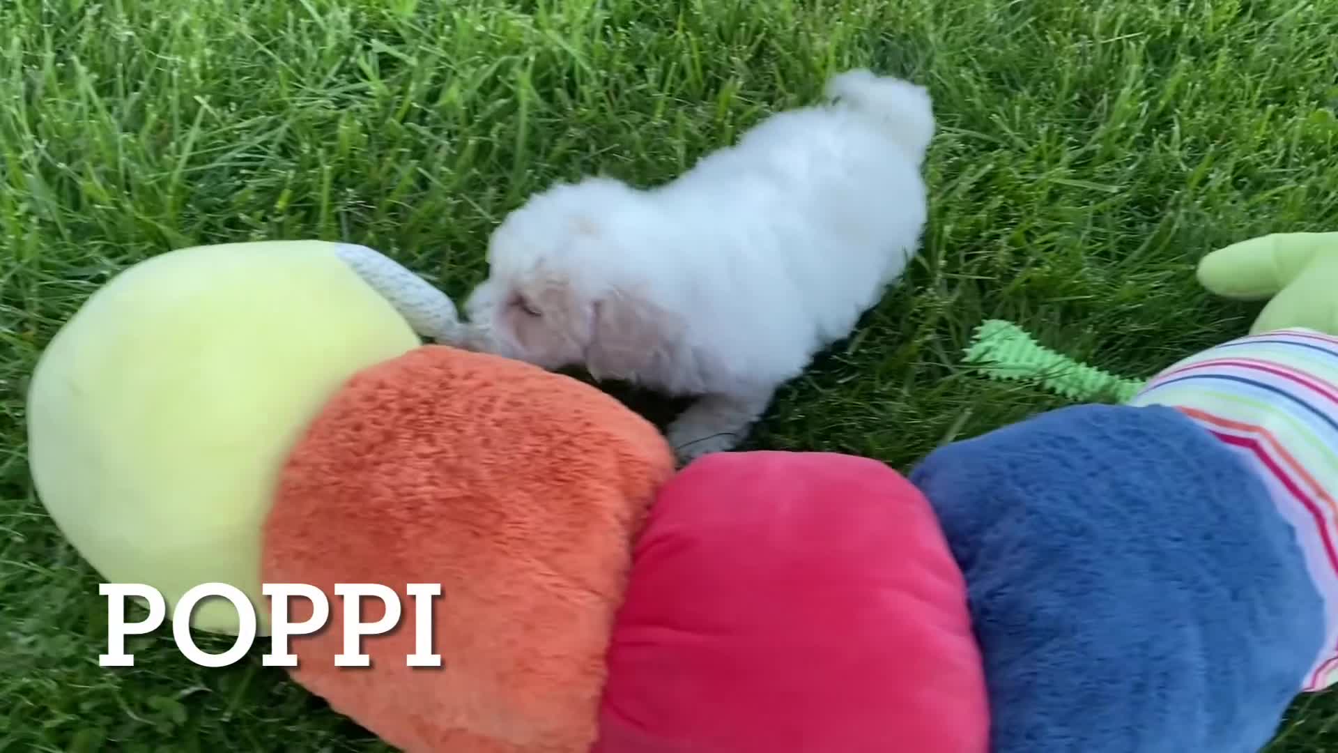 Bichpoo dogs for sale: Poppi - Video 3