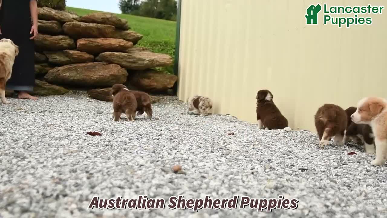 Australian Shepherd dogs for sale: Rusty - Video 1