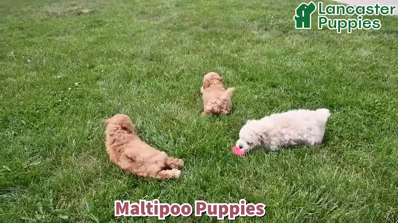 Maltipoo dogs for sale: Rocky - Video 1