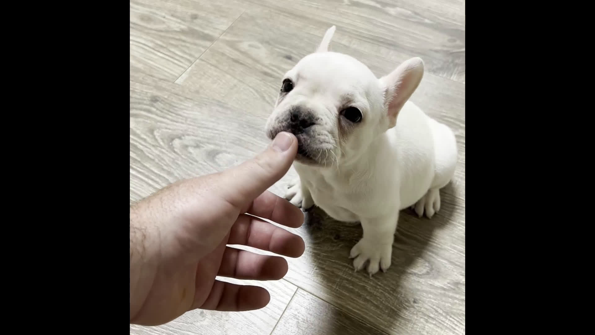 French Bulldog dogs for sale: Dozer - Video 1