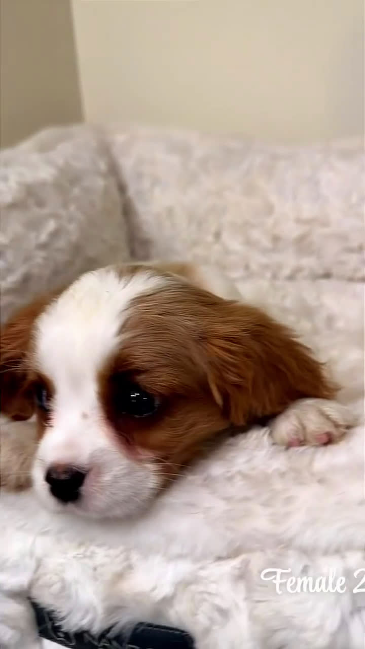 Cavalier King Charles Spaniel dogs for sale: Raven  - Video 1