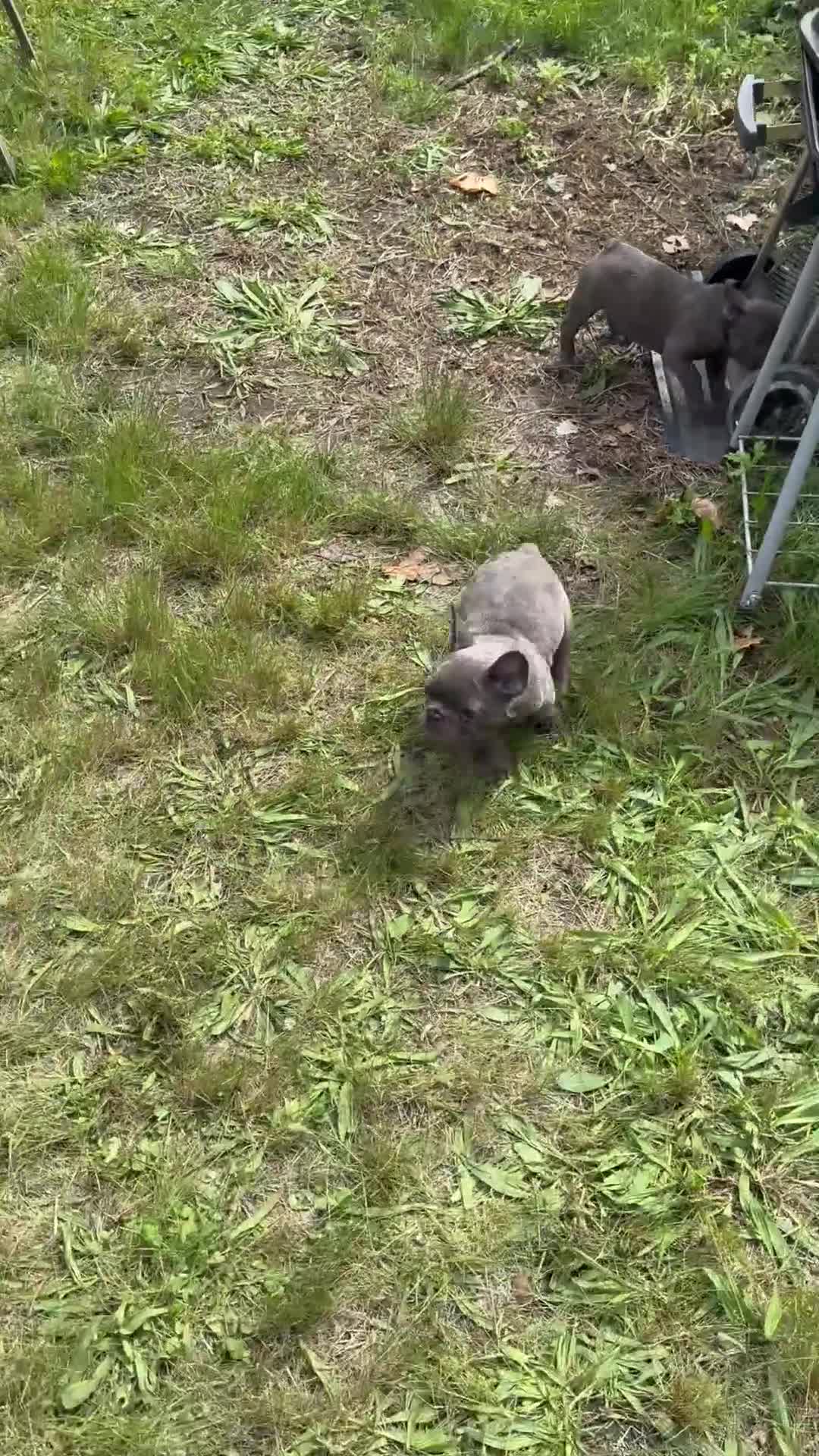 French Bulldog dogs for sale: SUGAR - Video 1