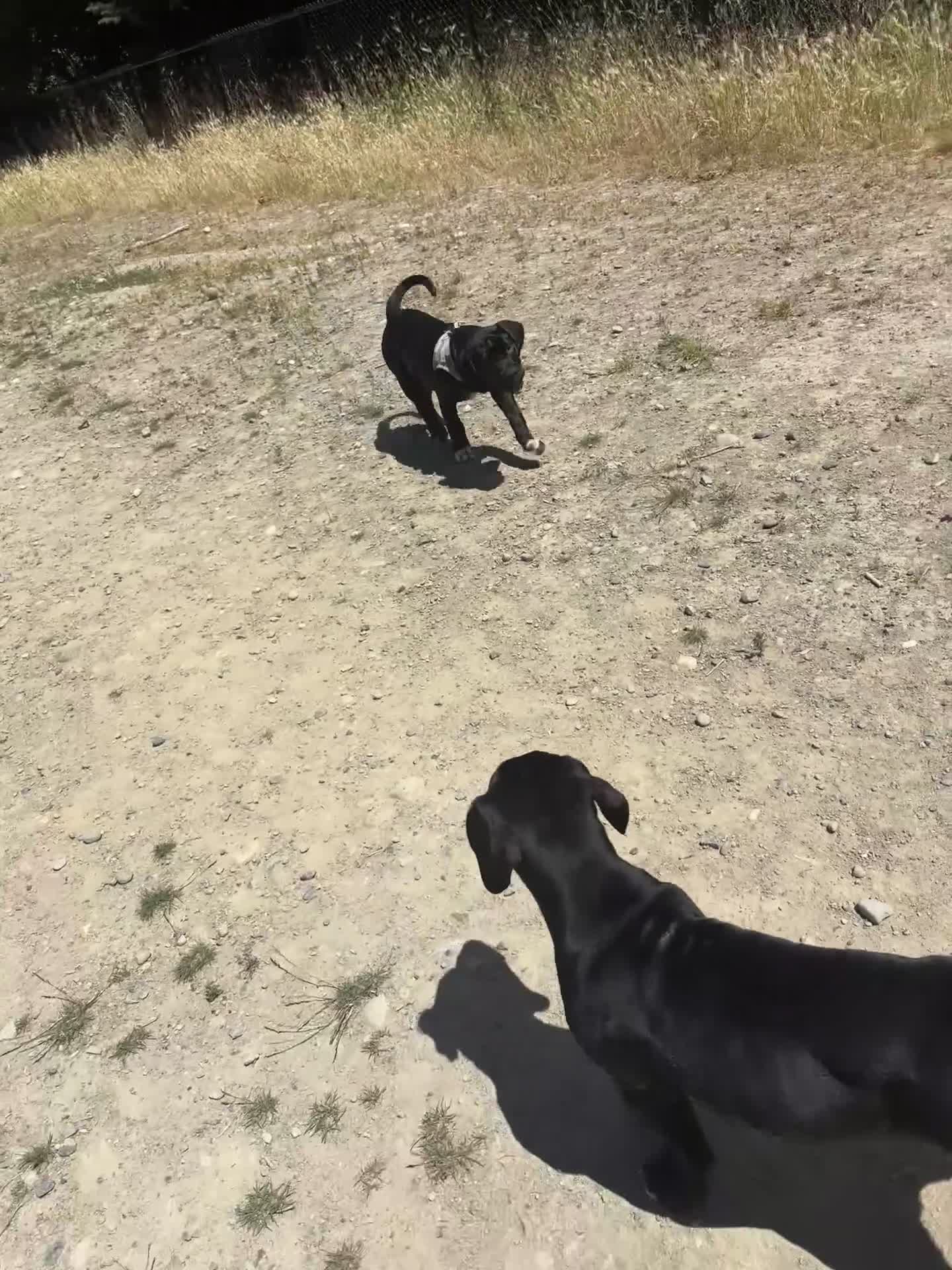 Mixed Breed dogs for sale: Mixed Breed 1 - Video 1