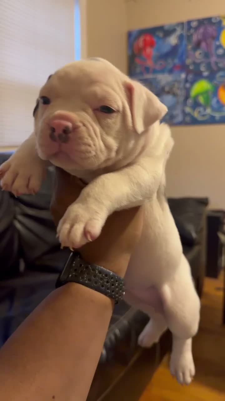 American Bully dogs for sale: Spotty - Video 2