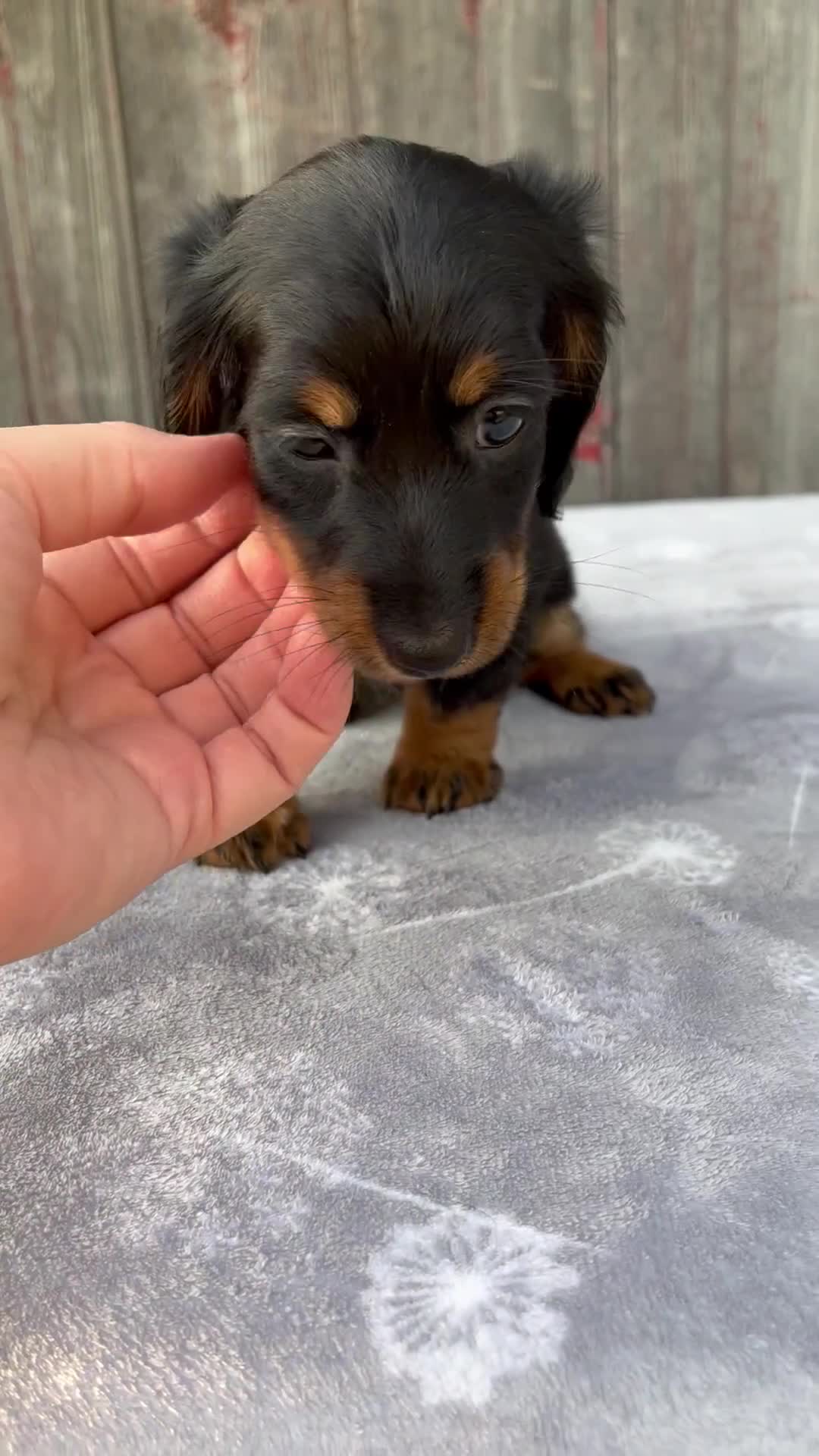Miniature Dachshund dogs for sale: Mira - Video 1