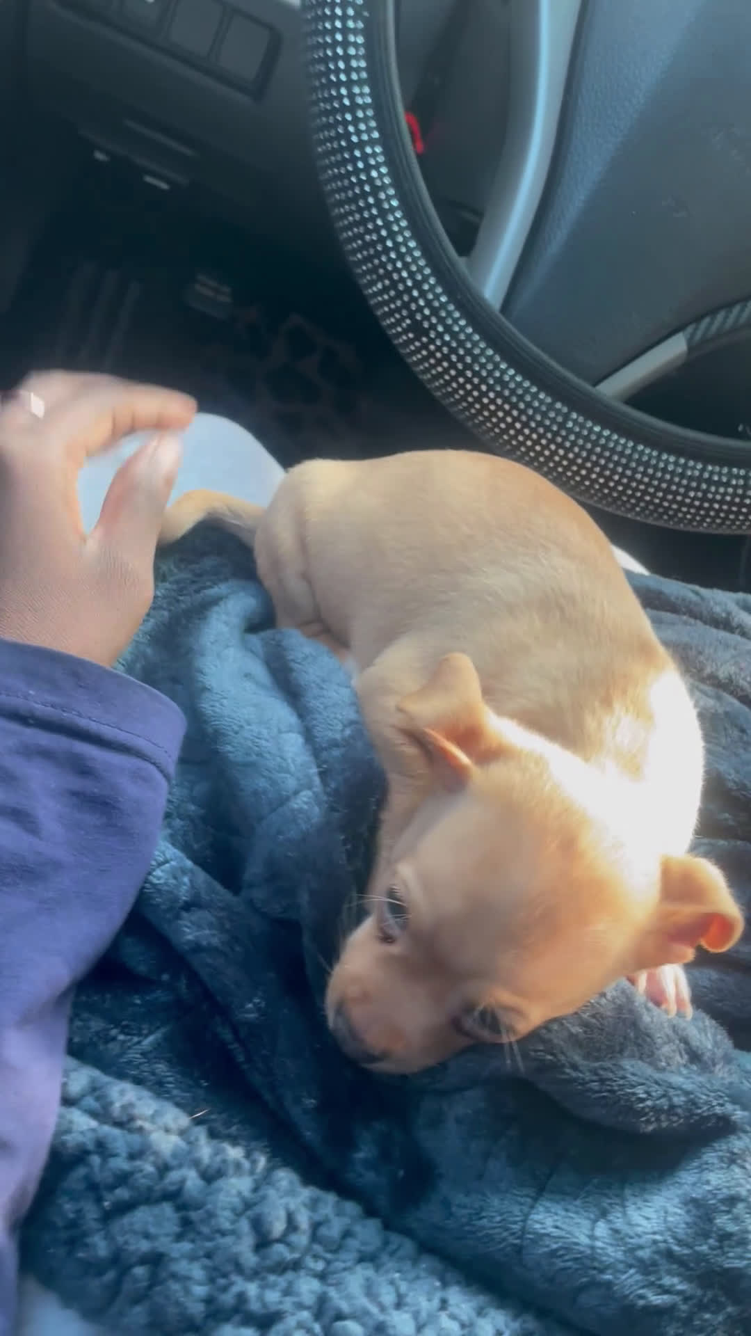 Chihuahua dogs for sale: Chihuahua Puppy 1 - Video 1