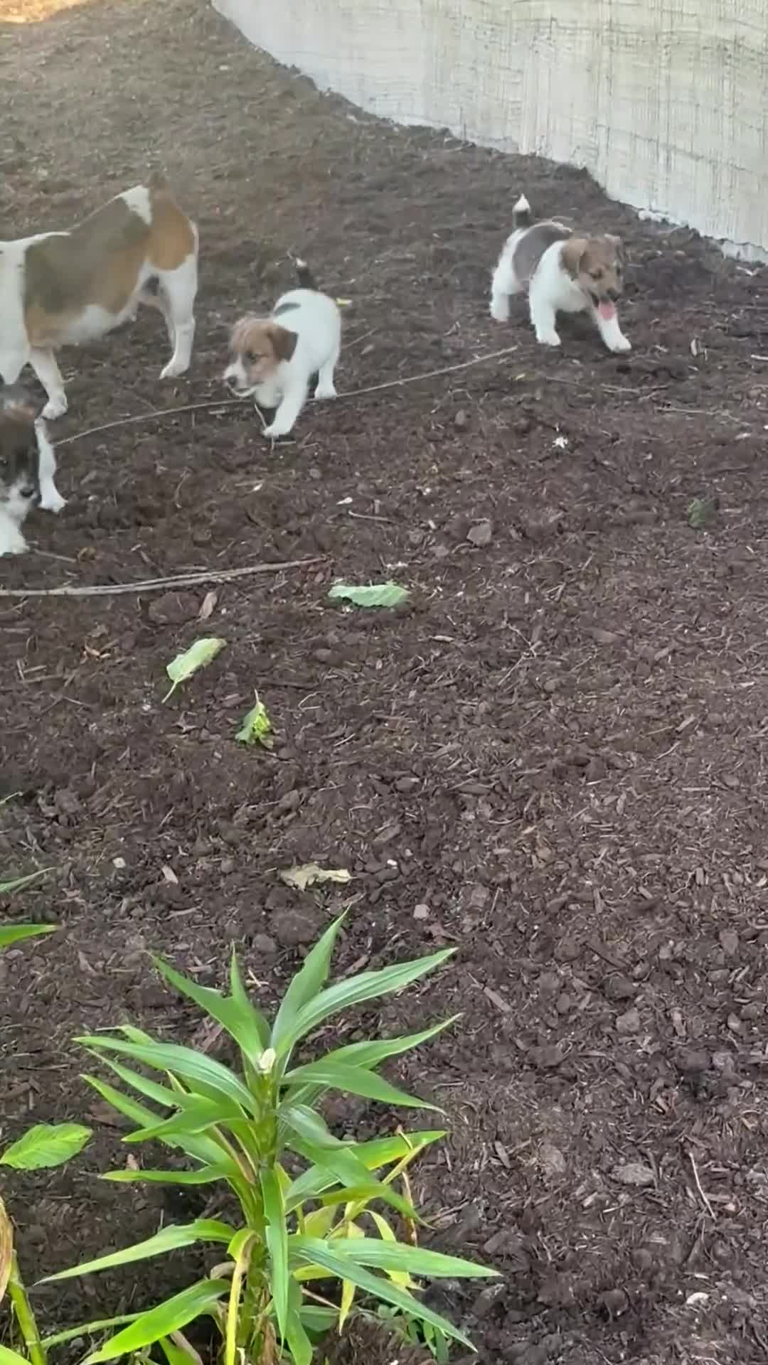 Jackapoo dogs for sale: Elora - Video 1