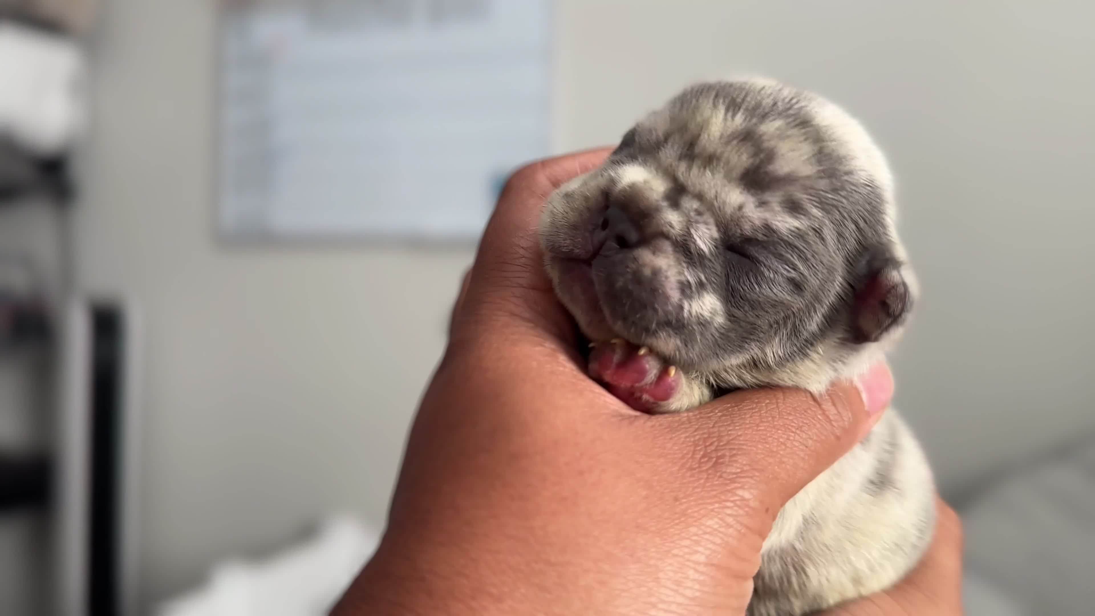 French Bulldog dogs for sale: Miracle - Video 2