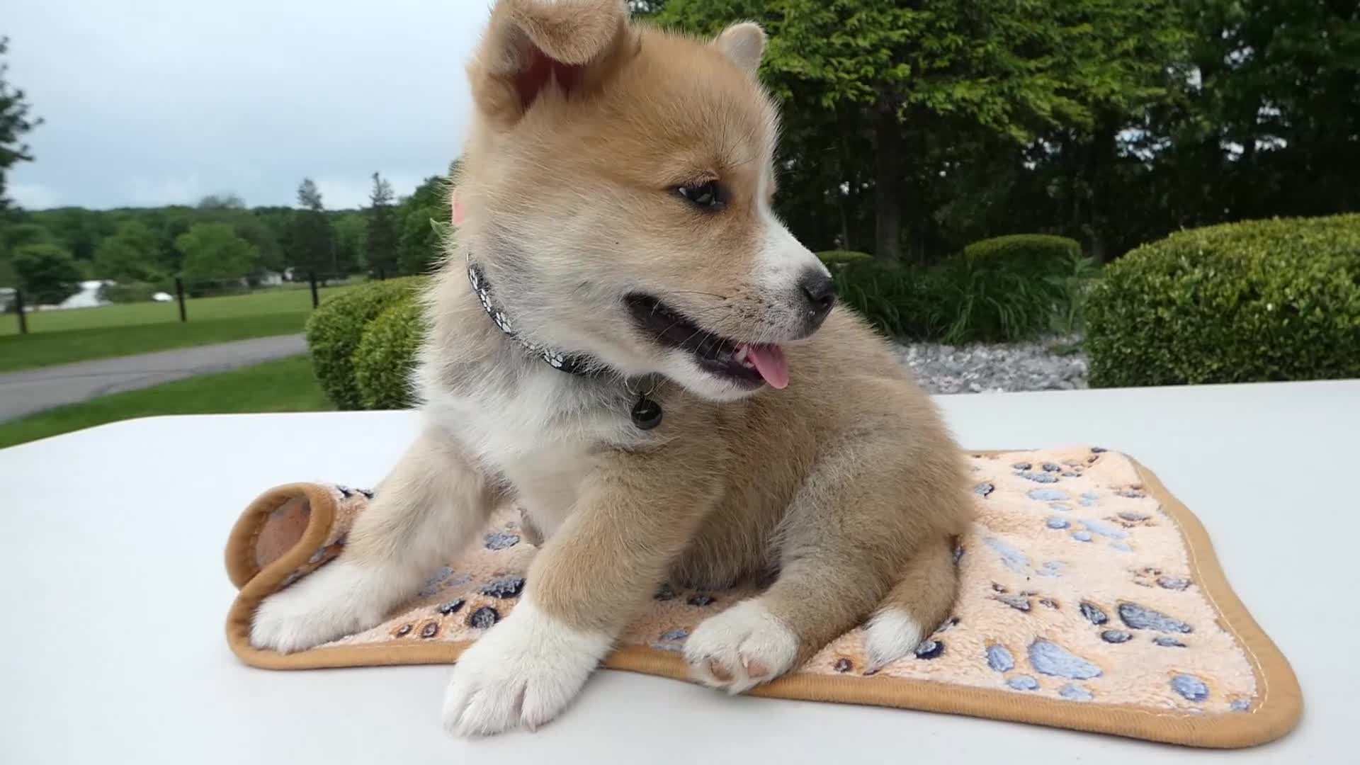 Welsh Corgi Pembroke dogs for sale: Puppy 6 Buddy - Video 1