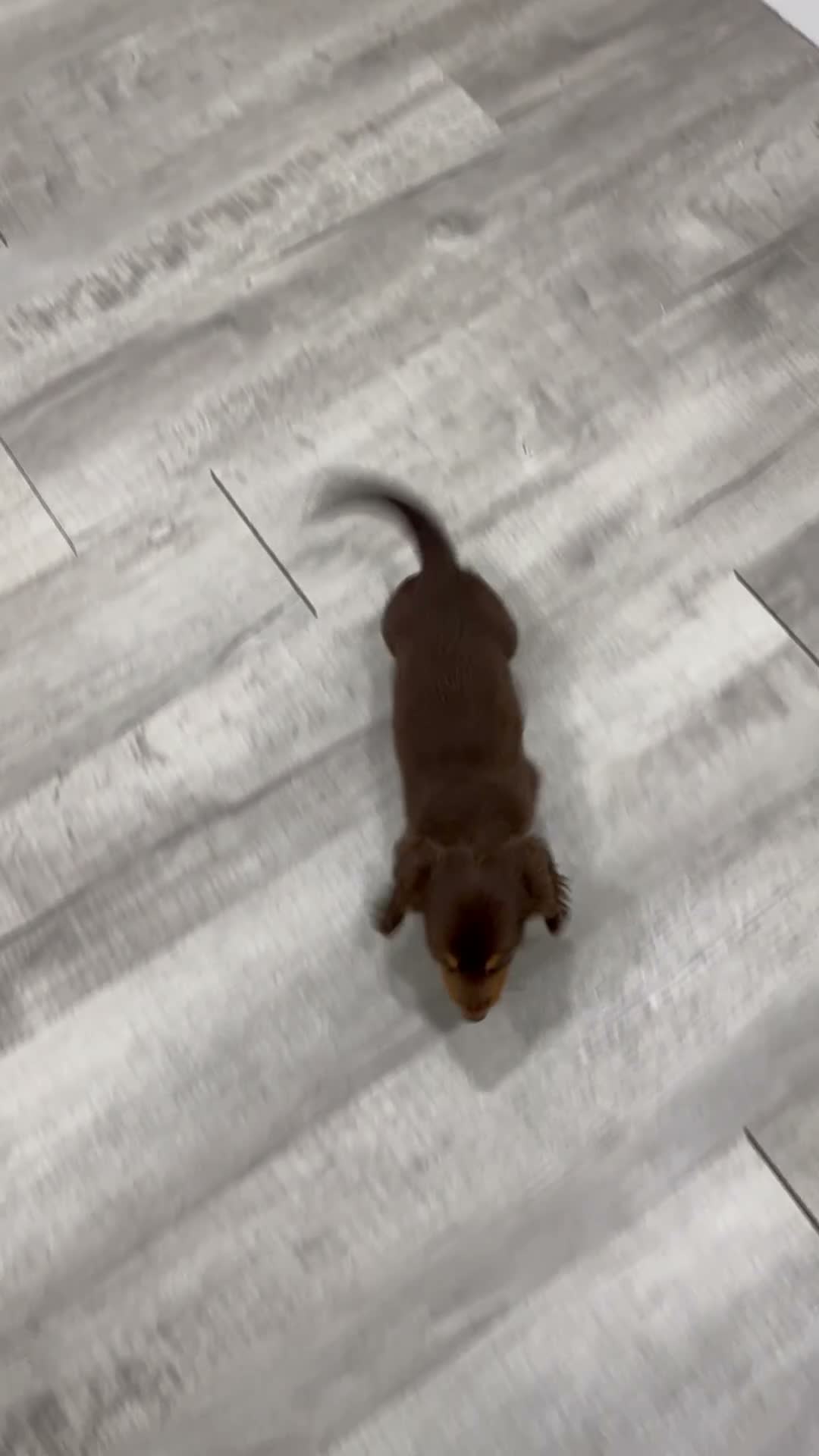 Miniature Dachshund dogs for sale: Mocha - Video 1