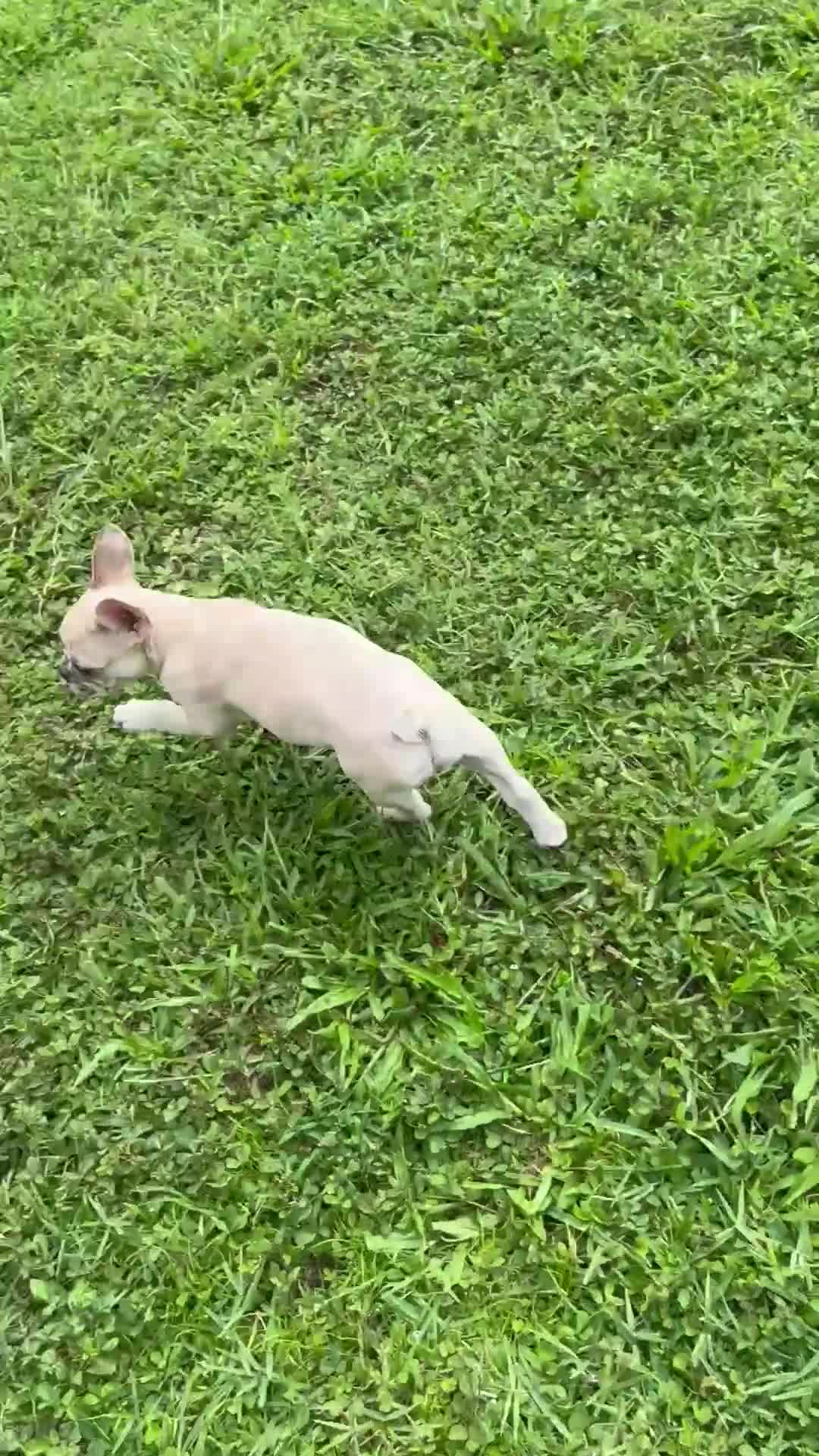 French Bulldog dogs for sale: Cinnamon  - Video 1