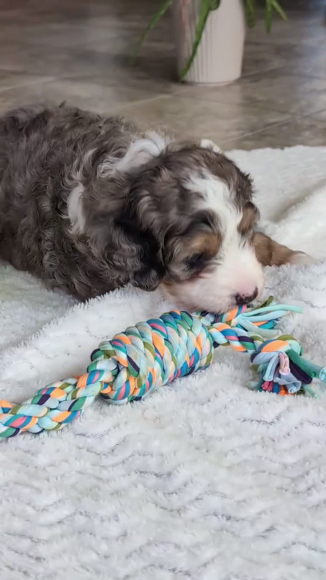 Mini Bernedoodle dogs for sale: Mini Annie  - Video 1