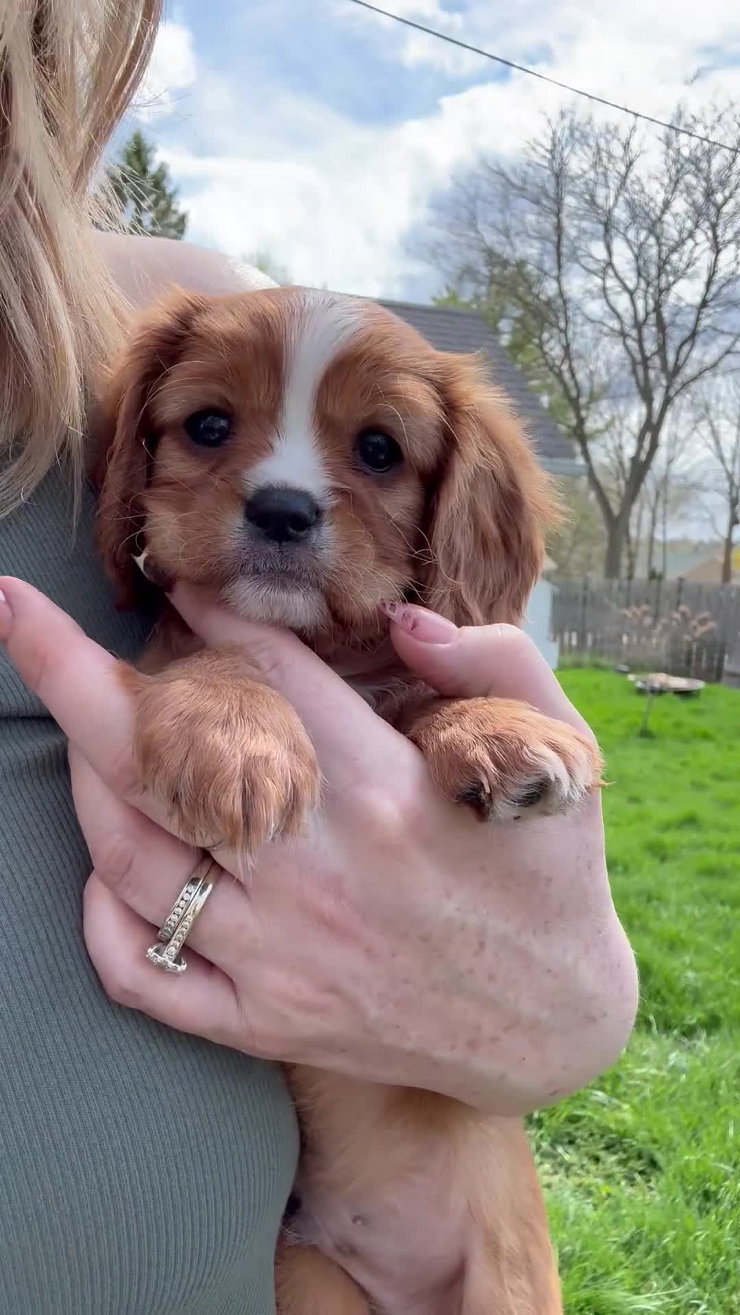 Cavalier King Charles Spaniel dogs for sale: Cavalier King Charles Spaniel Puppy 1 - Video 1