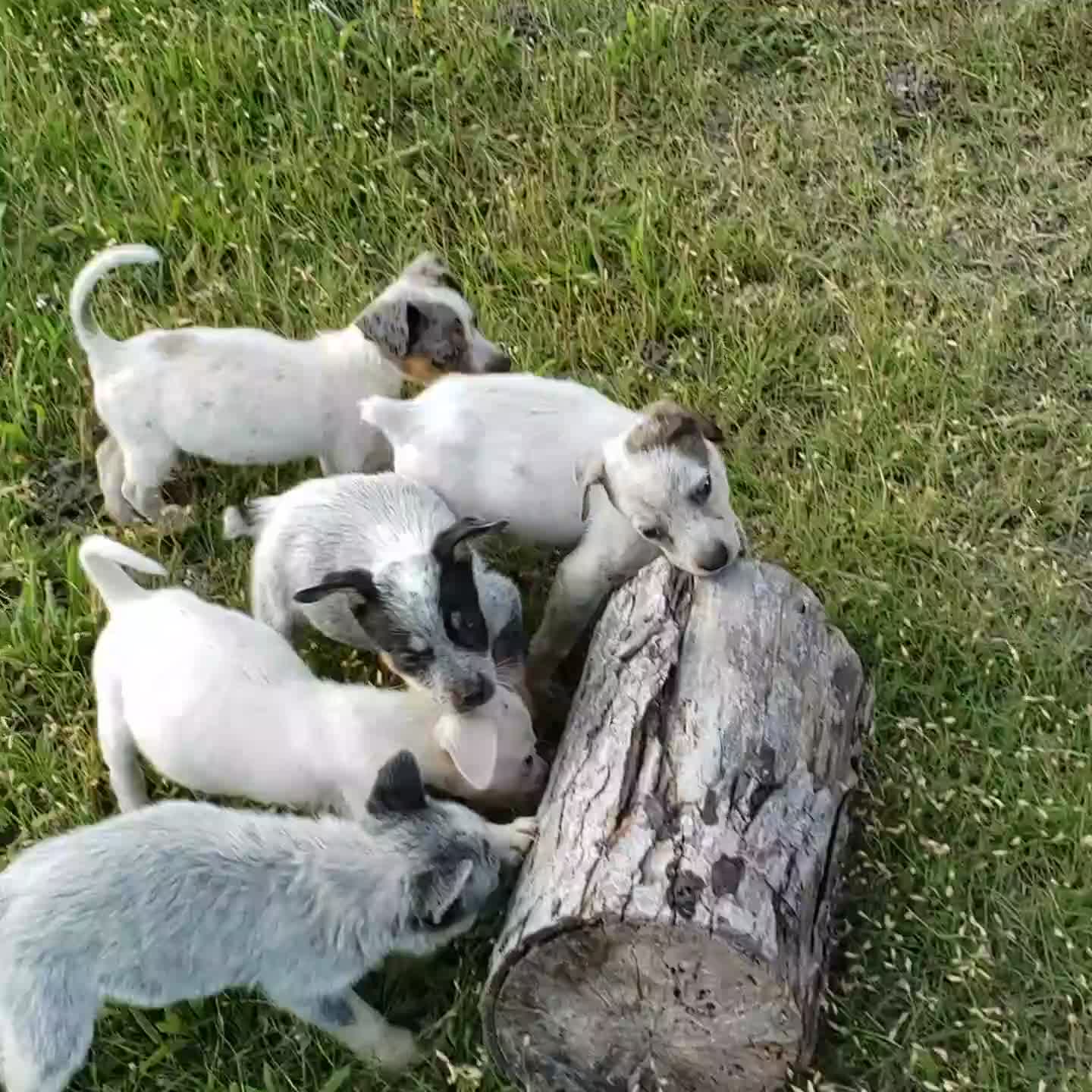 Australian Cattle Dog dogs for sale: Australian Cattle Dog Puppy 1 (Fluffy) Female - Video 1