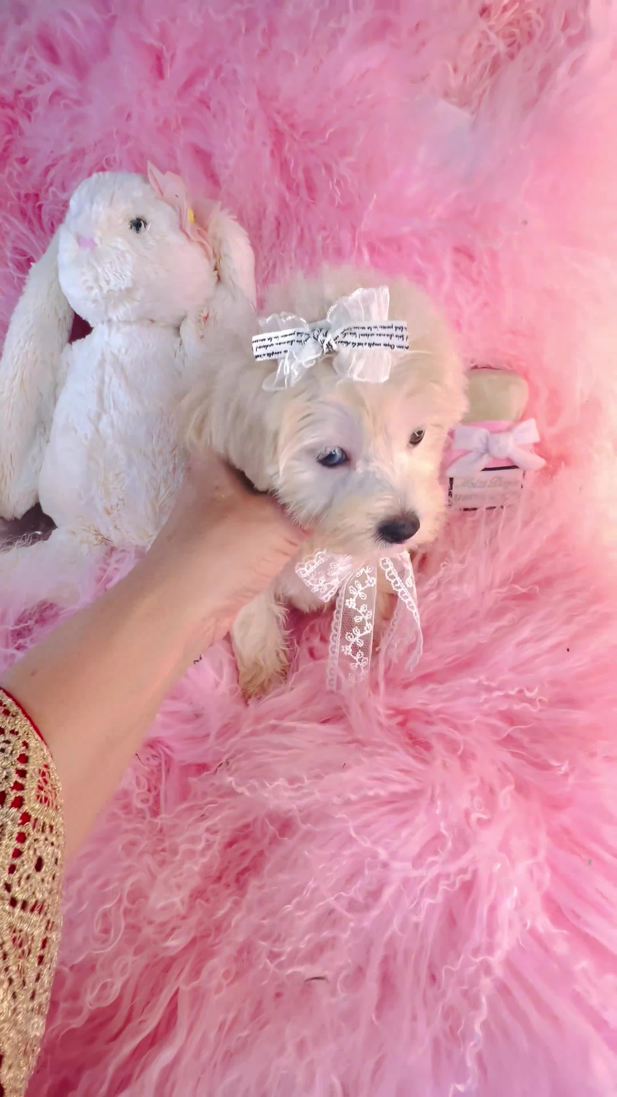 Maltipoo dogs for sale: Maltipoo 1 - Video 1