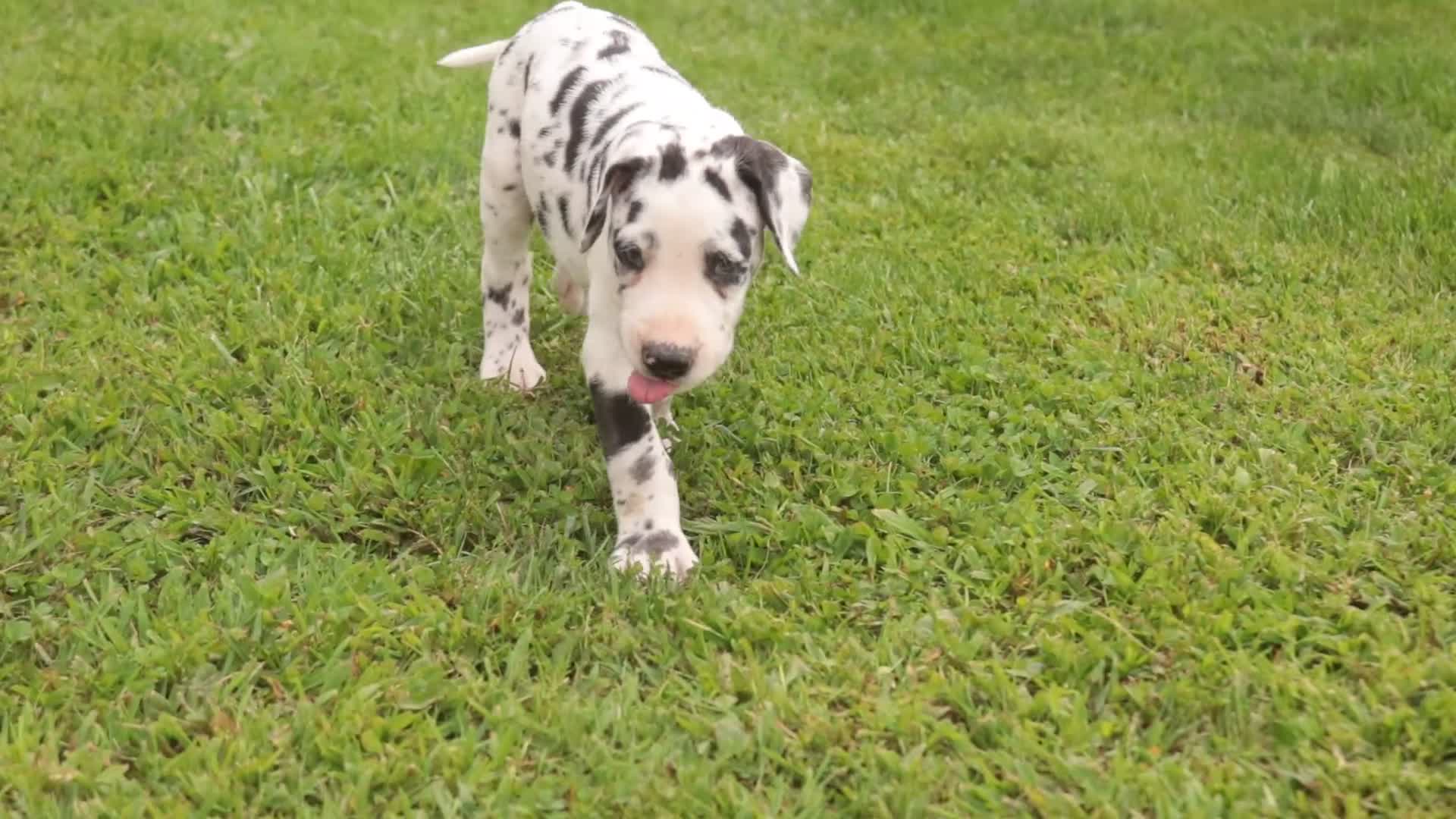 Great Dane dogs for sale: Brielle Great Dane  - Video 5