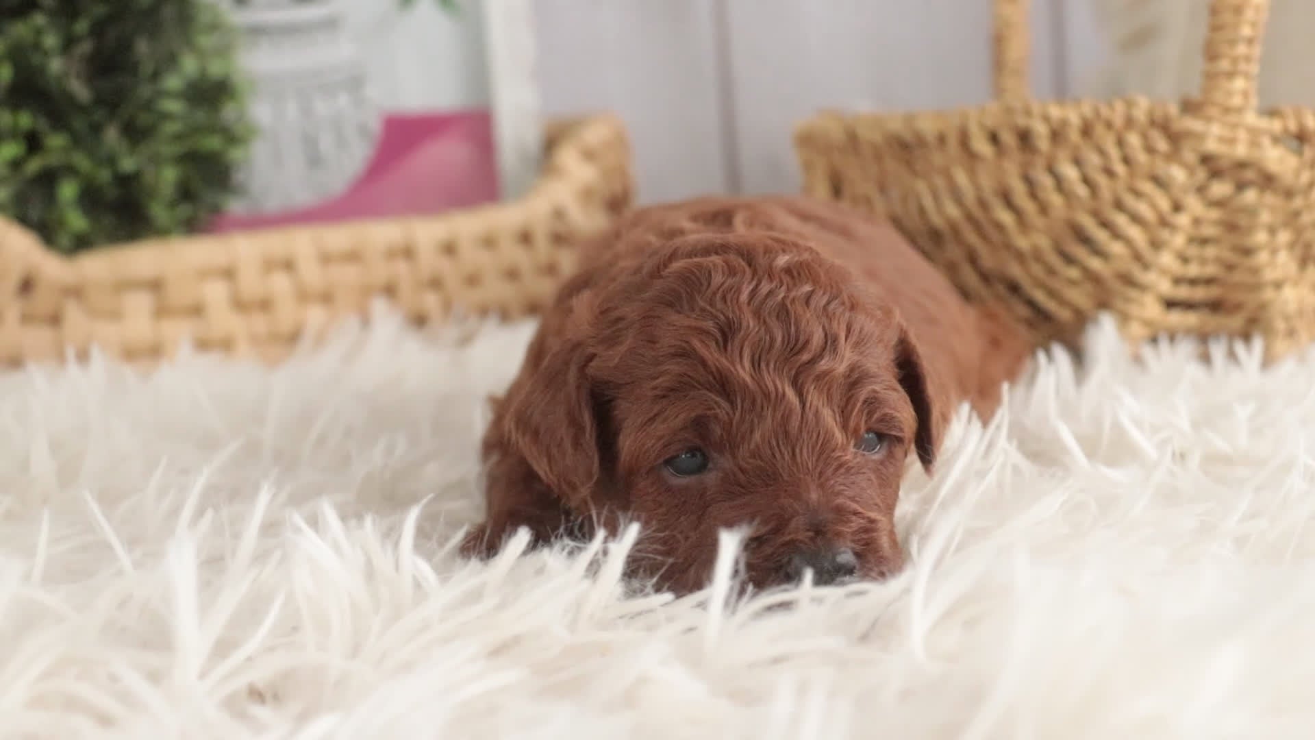 Miniature Poodle dogs for sale: Clara - Video 1