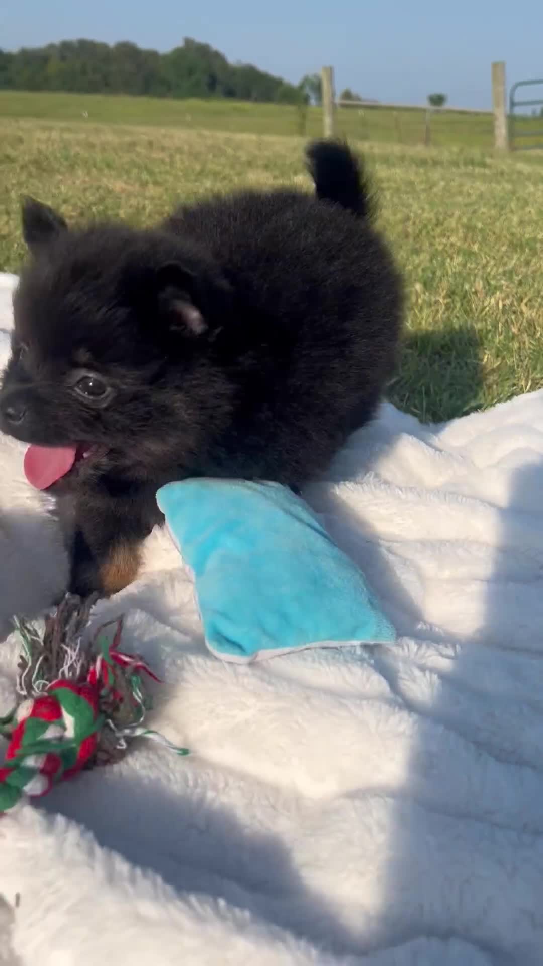 Pomeranian dogs for sale: Prince - Video 3