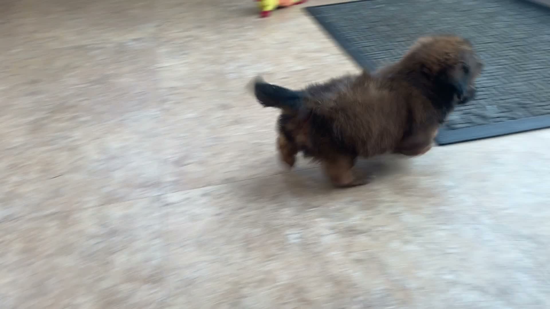 Shih Tzu dogs for sale: Lucy - Video 2