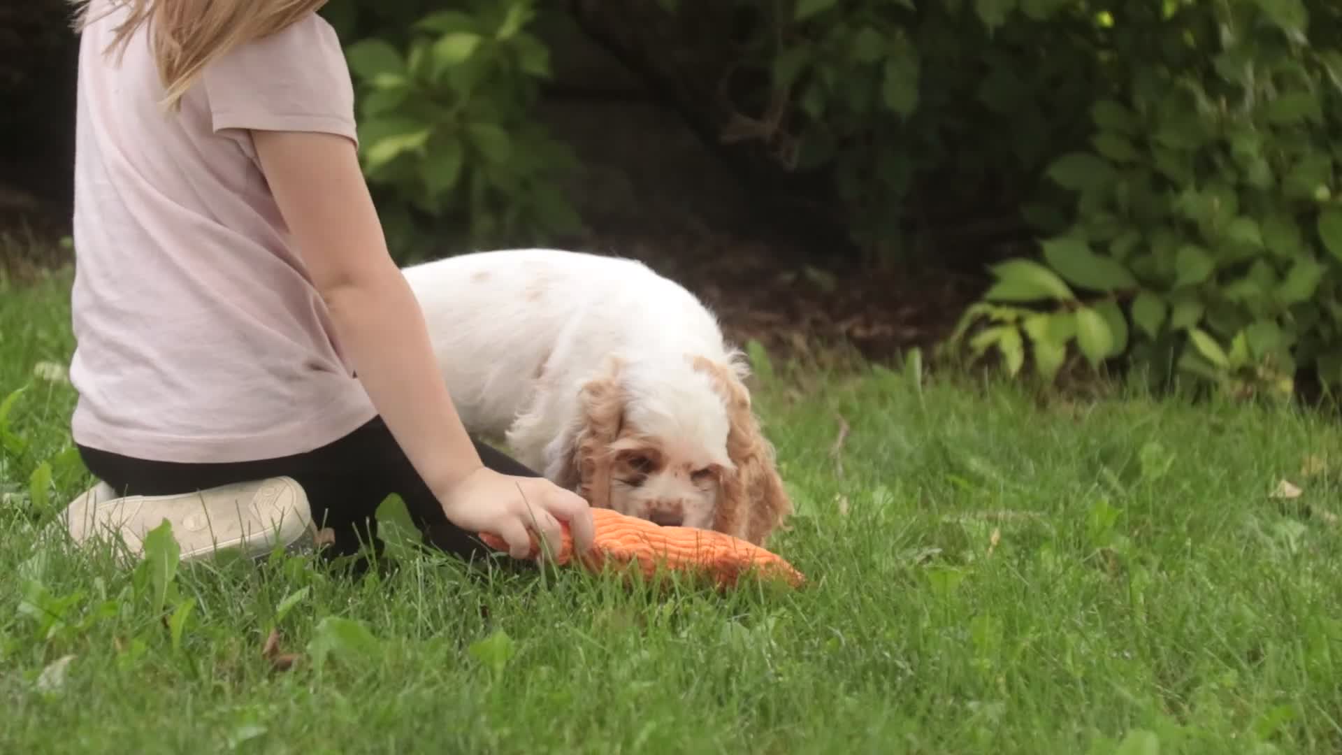 Cocker Spaniel dogs for sale: Ash Cocker Spaniel  - Video 2