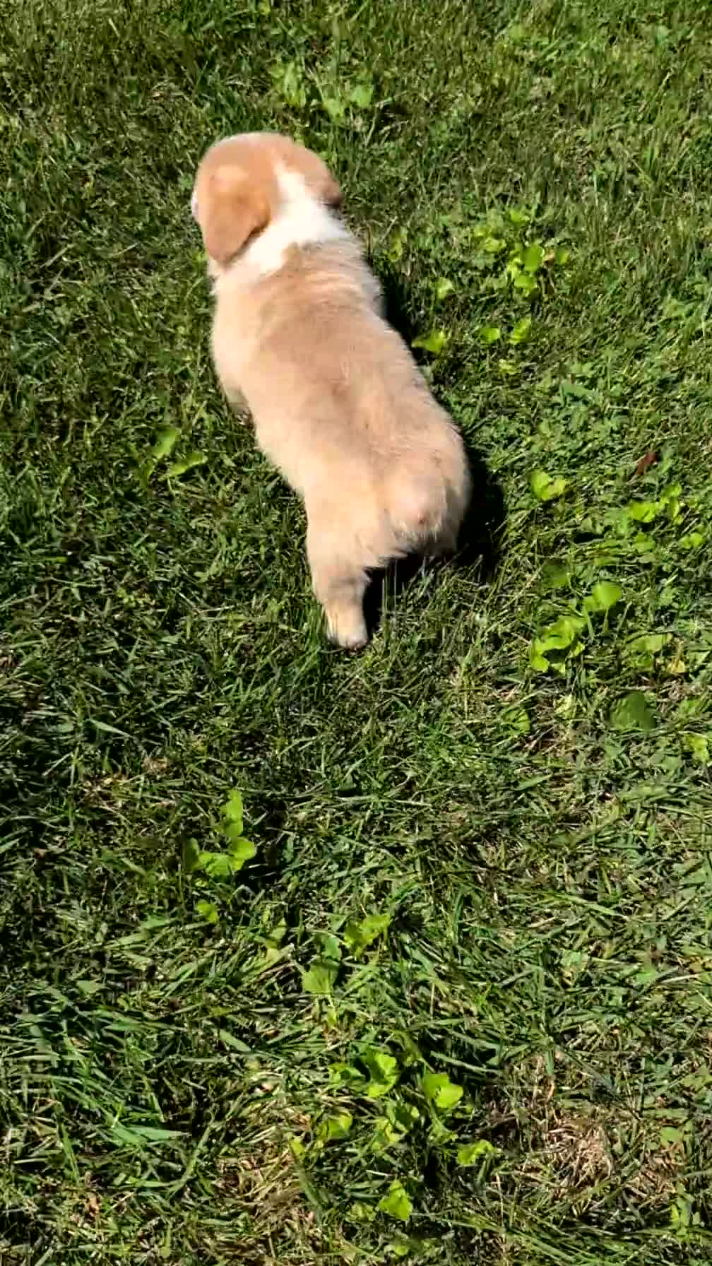 Welsh Corgi Pembroke dogs for sale: Nemo - Video 1