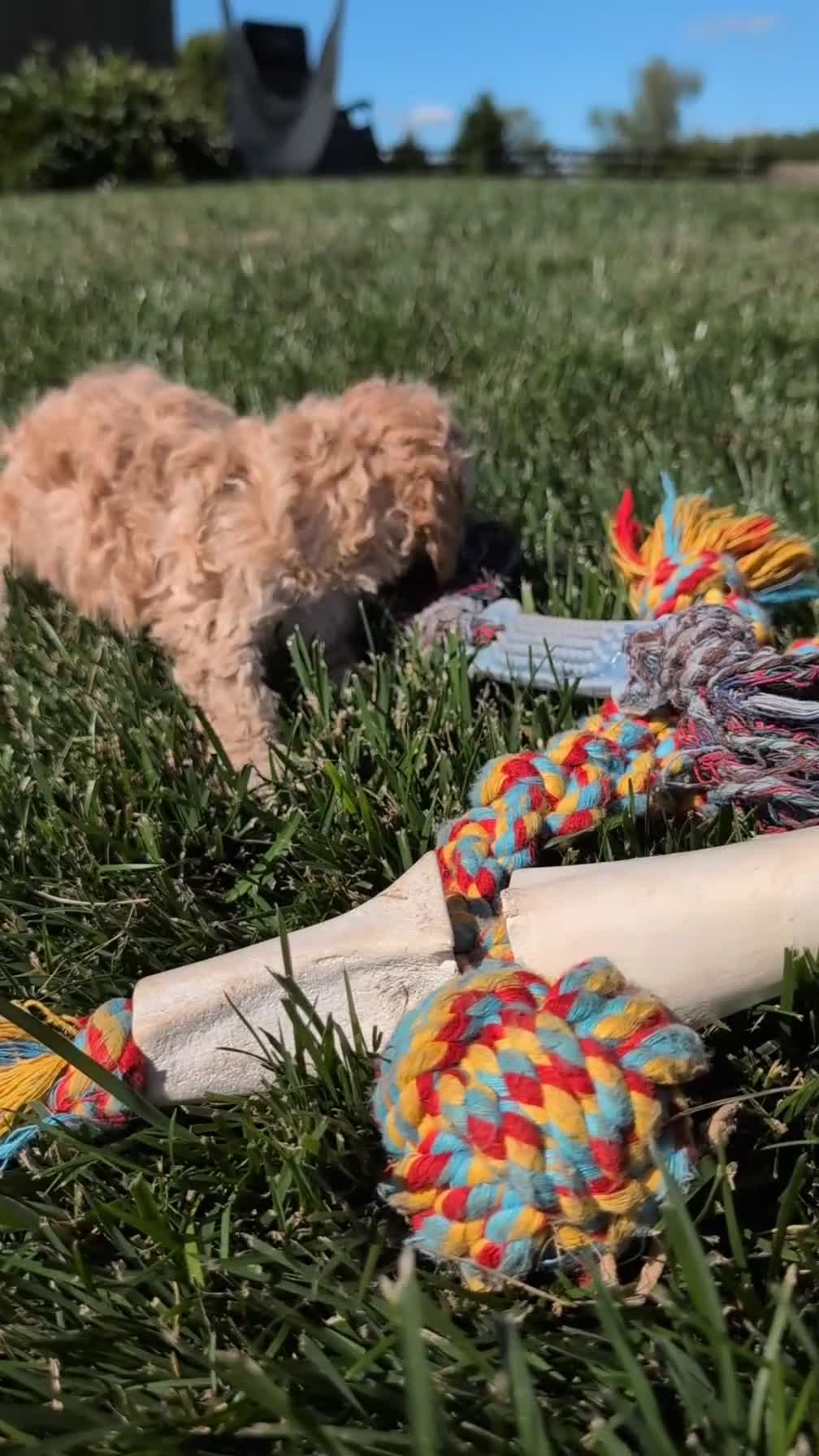 Cockapoo dogs for sale: Lance - Video 1