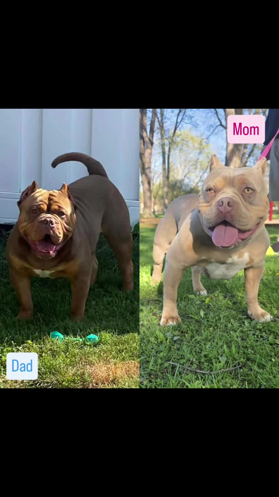 American Bully dogs for sale: Hulk - Video 1